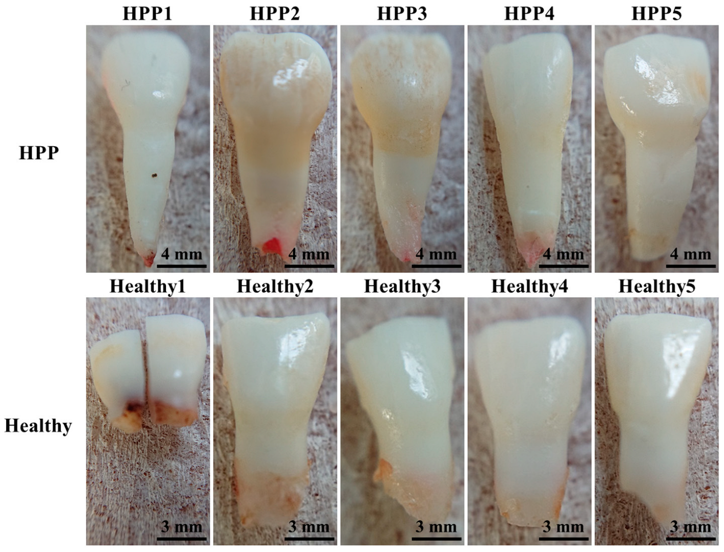Molecules 29 06049 g010 Molecules 29 06049 g010