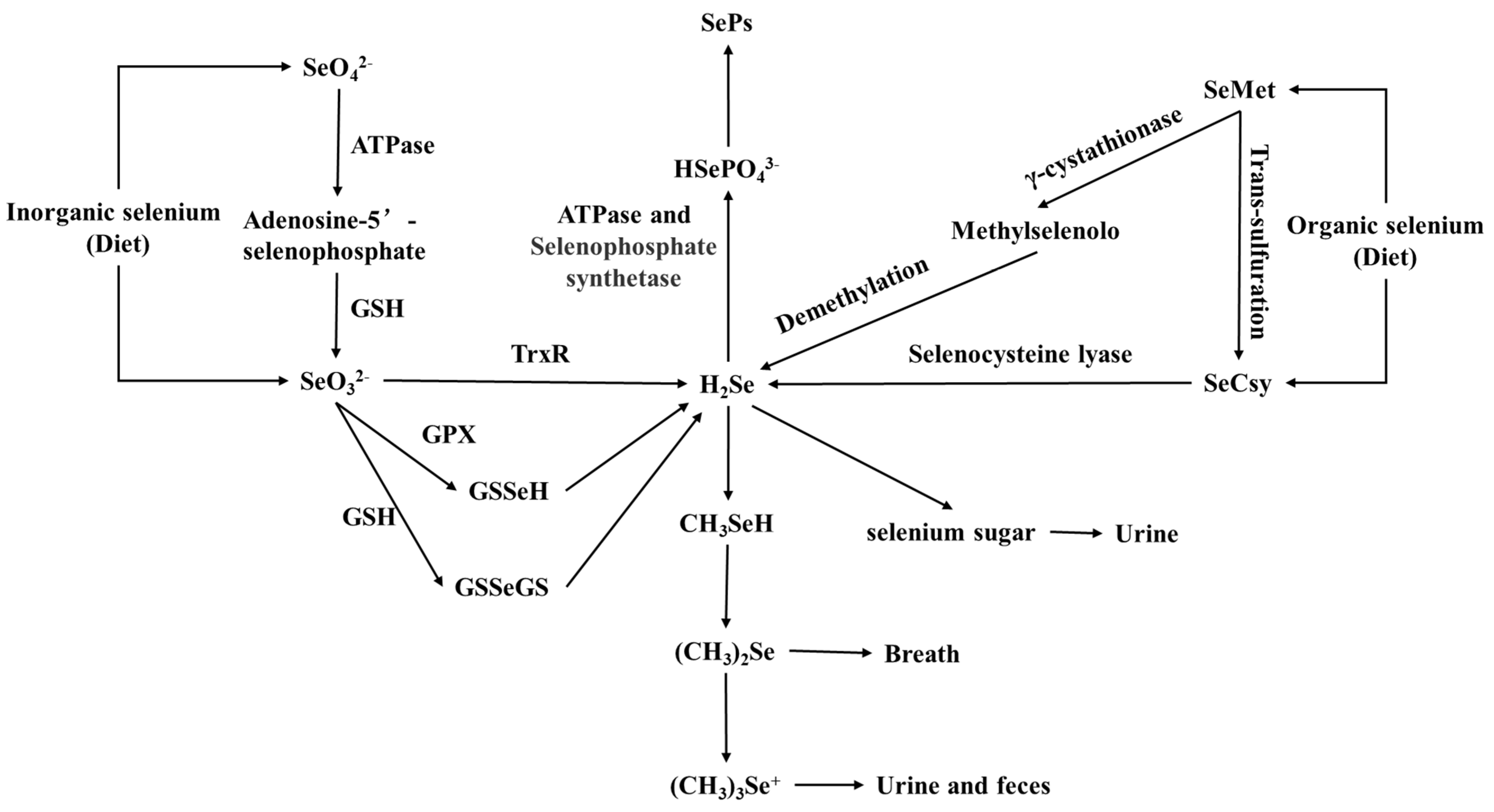 Molecules 30 00050 g004 Molecules 30 00050 g004
