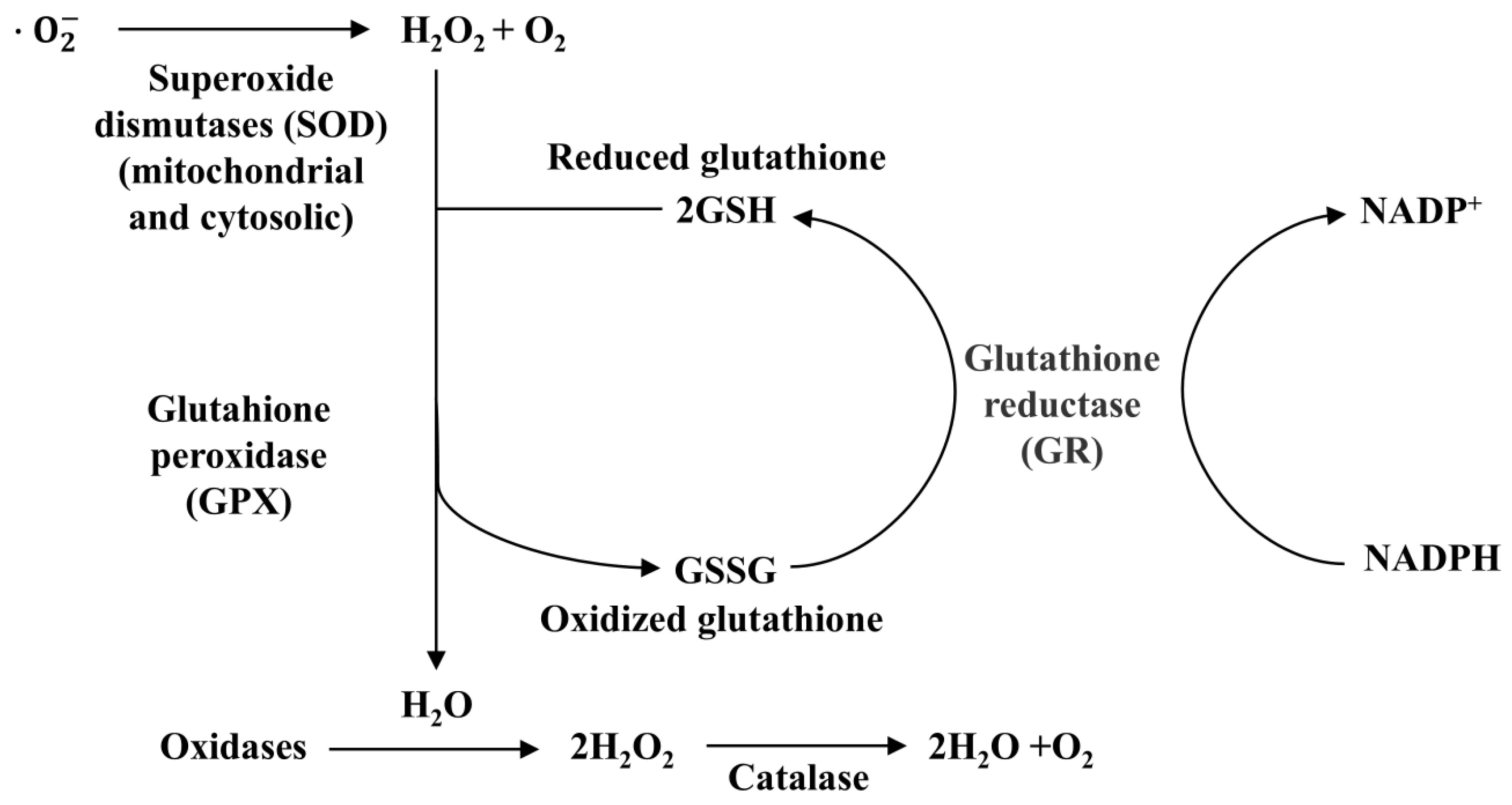 Molecules 30 00050 g005 Molecules 30 00050 g005