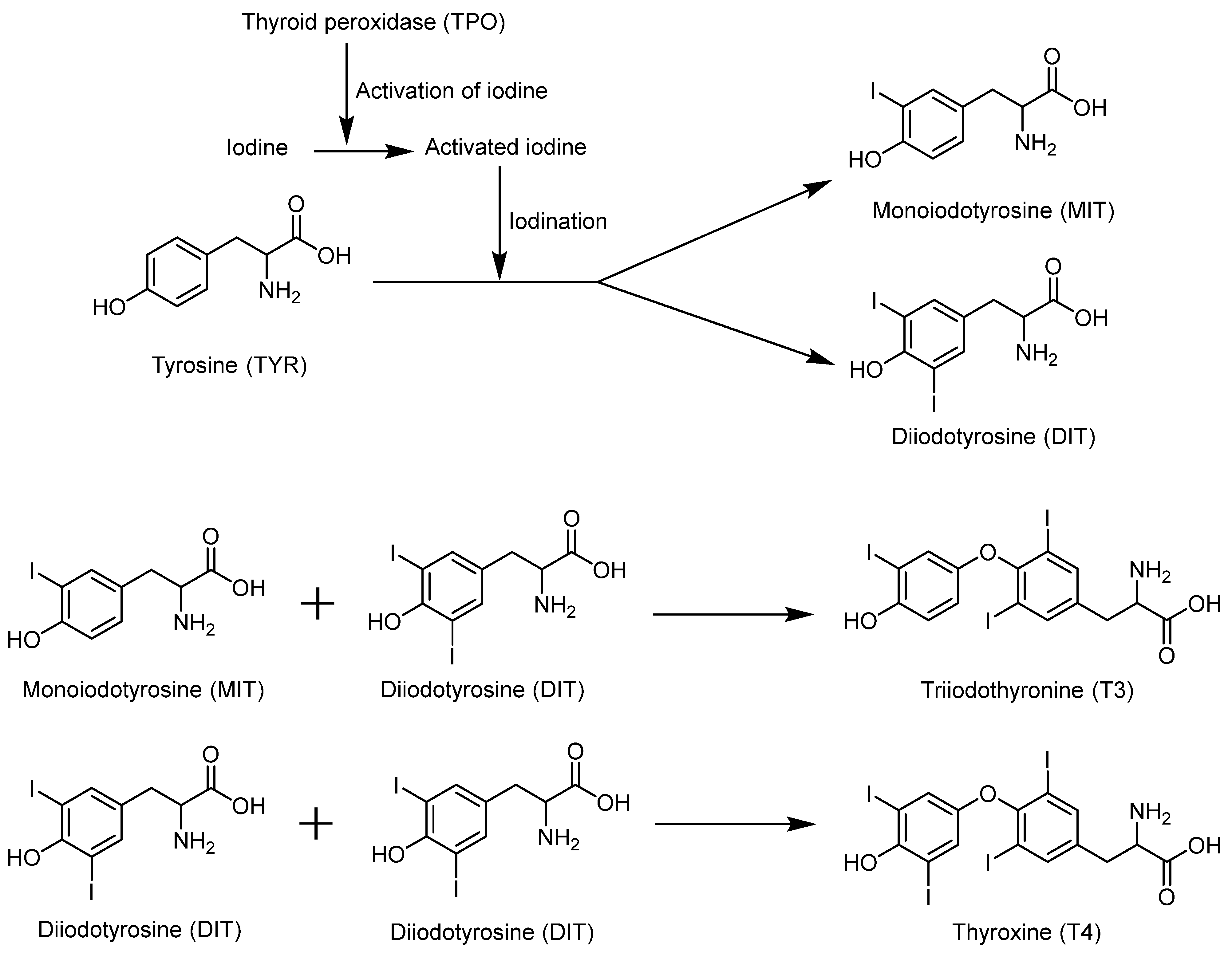 Molecules 30 00050 g008 Molecules 30 00050 g008
