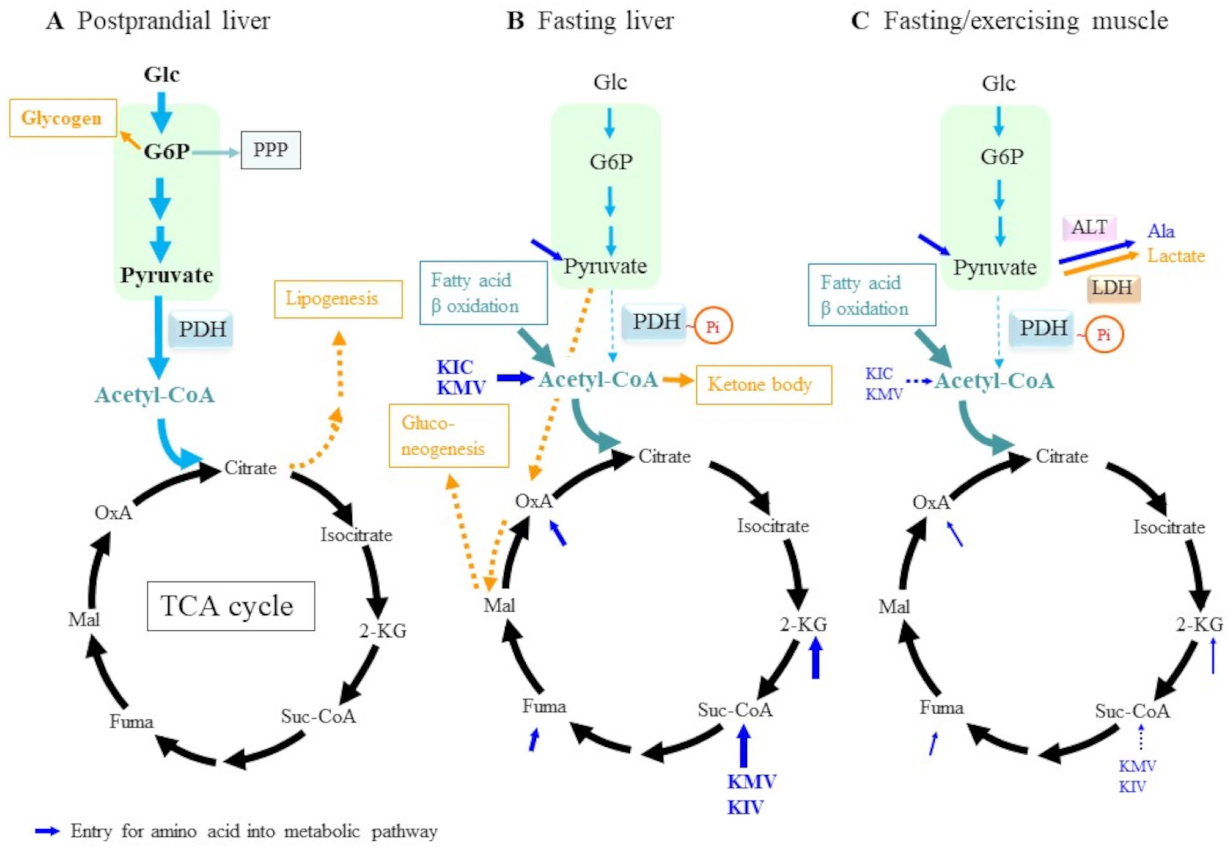 Molecules 30 00056 g002