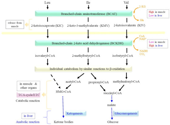 Primary Roles of Branched Chain Amino Acids (BCAAs) and Their ...
