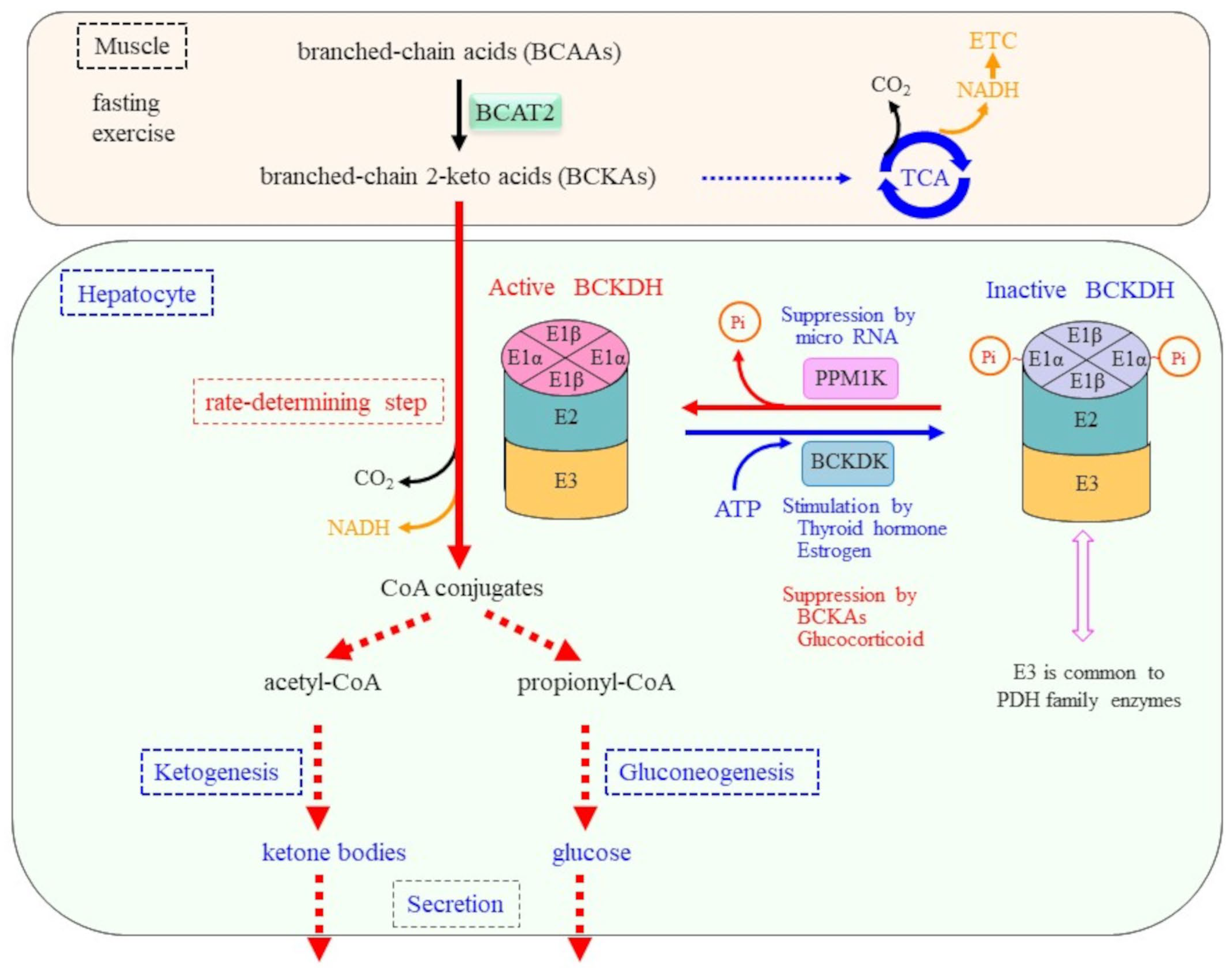 Molecules 30 00056 g005