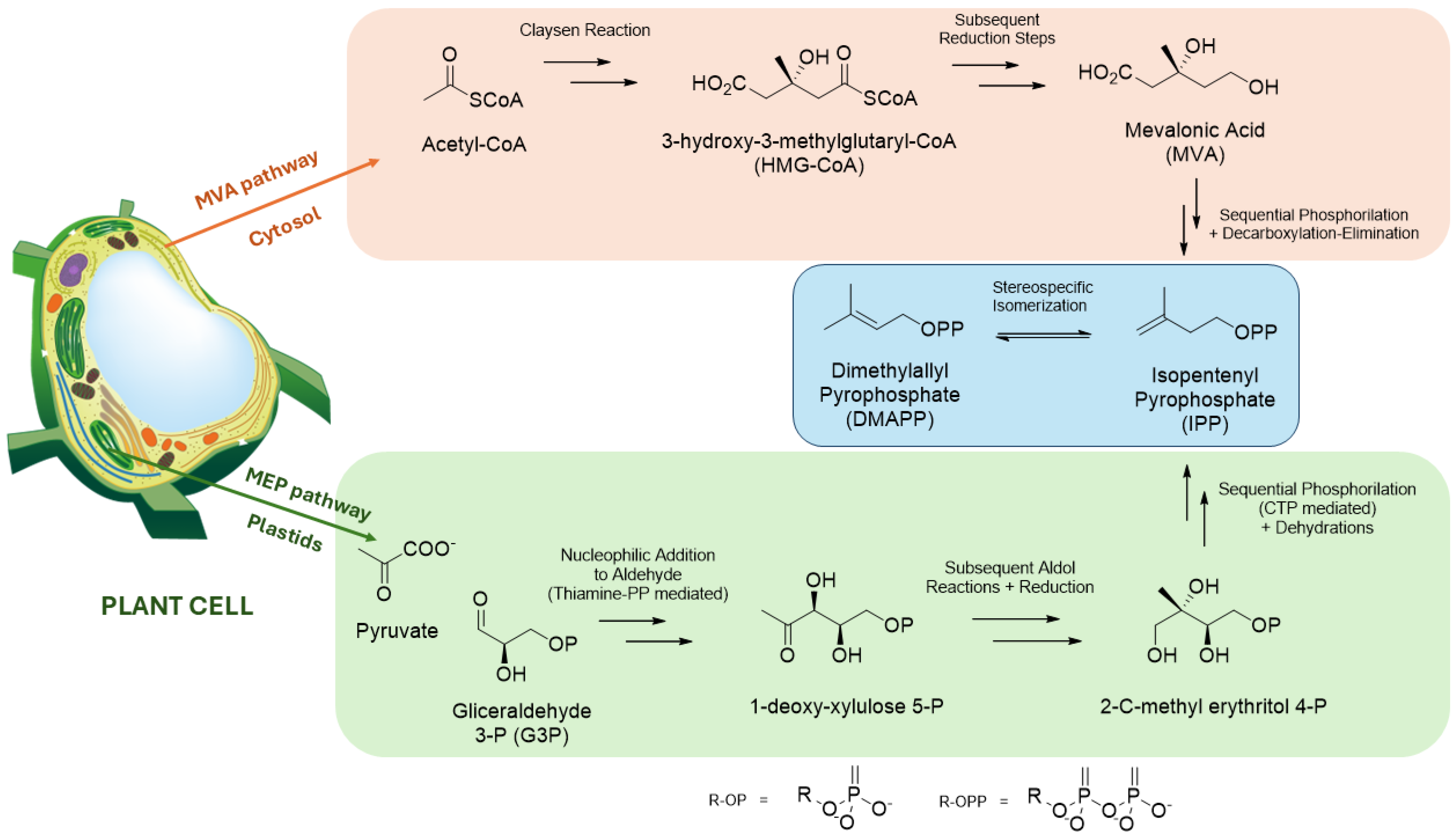 Molecules 30 00059 g001