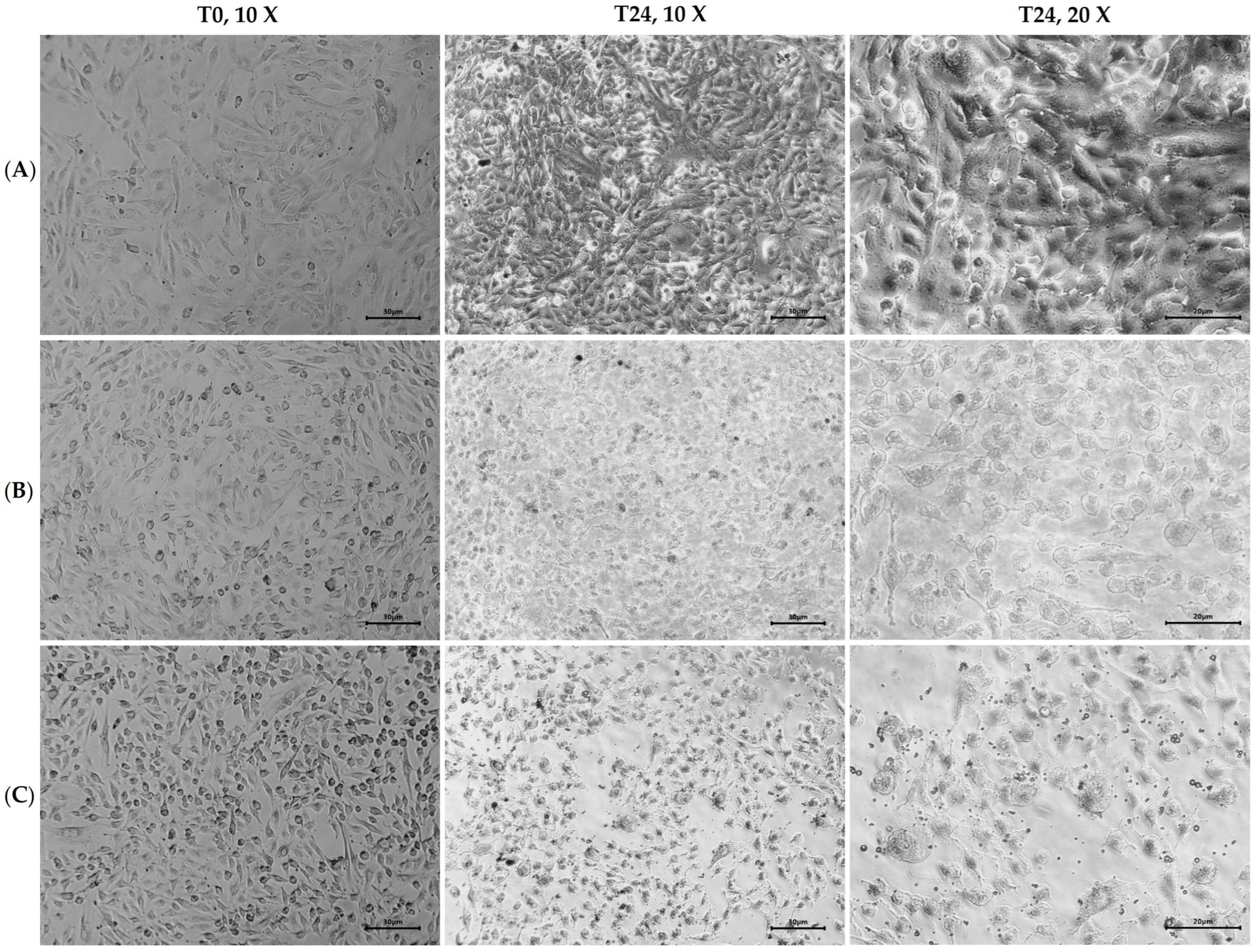 Molecules 30 00070 g002 Molecules 30 00070 g002