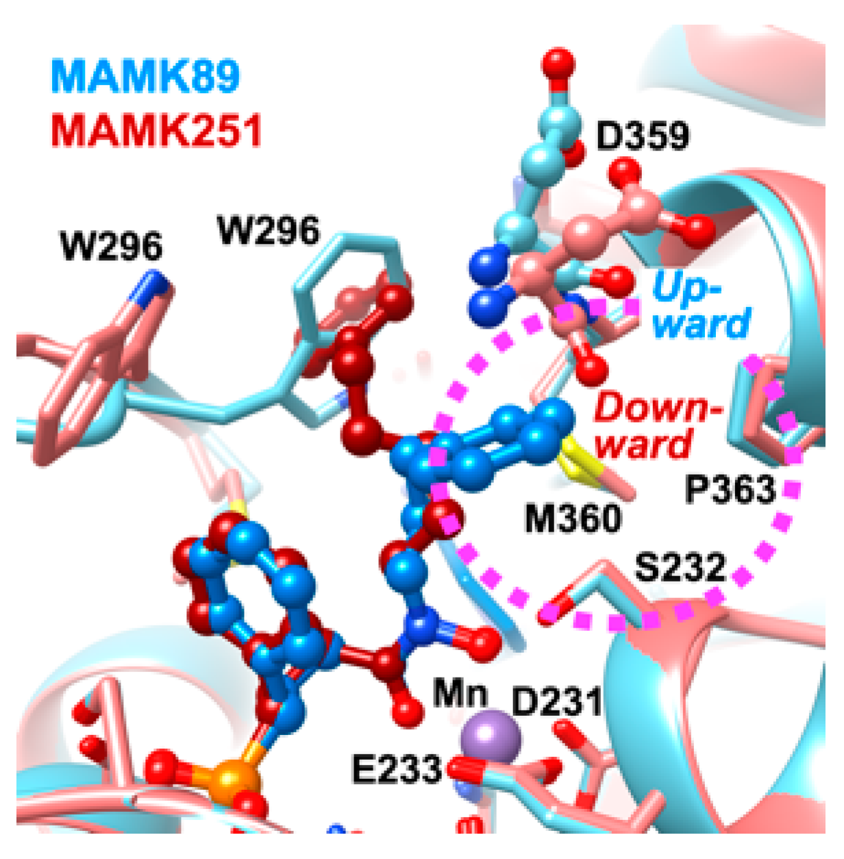 その他 Beyond Telemon Seath The Diverse Binding Modes Explain the Nanomolar Levels of