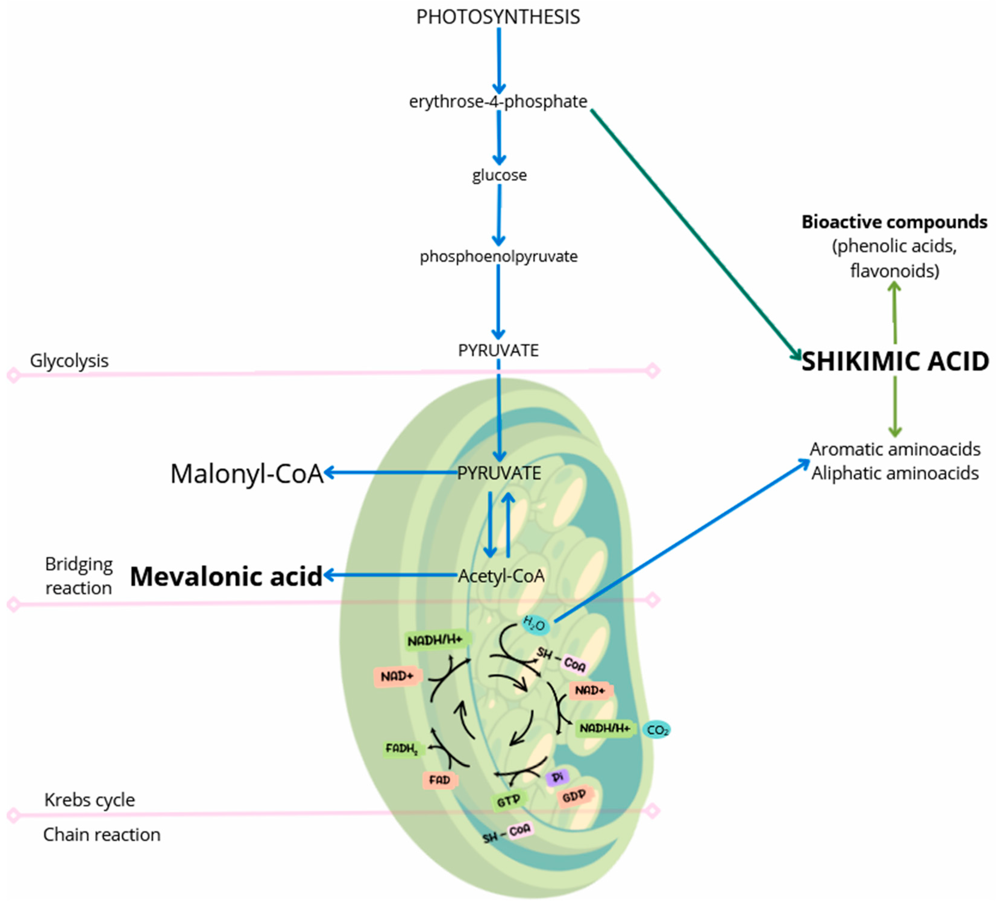 Molecules 30 00073 g001