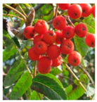 Molecules 30 00073 i002