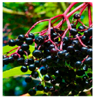 Molecules 30 00073 i004