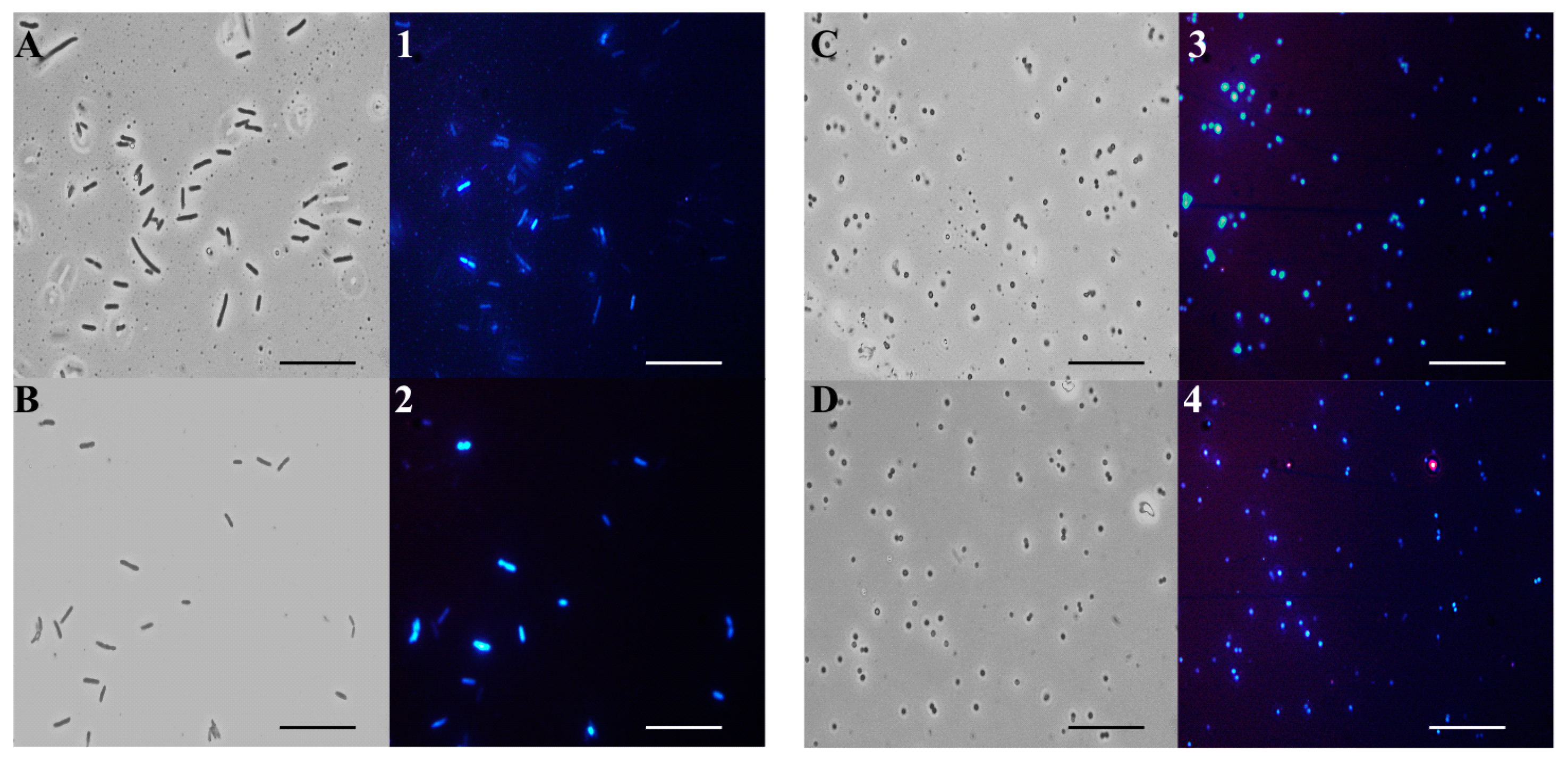 Molecules 30 00076 g005