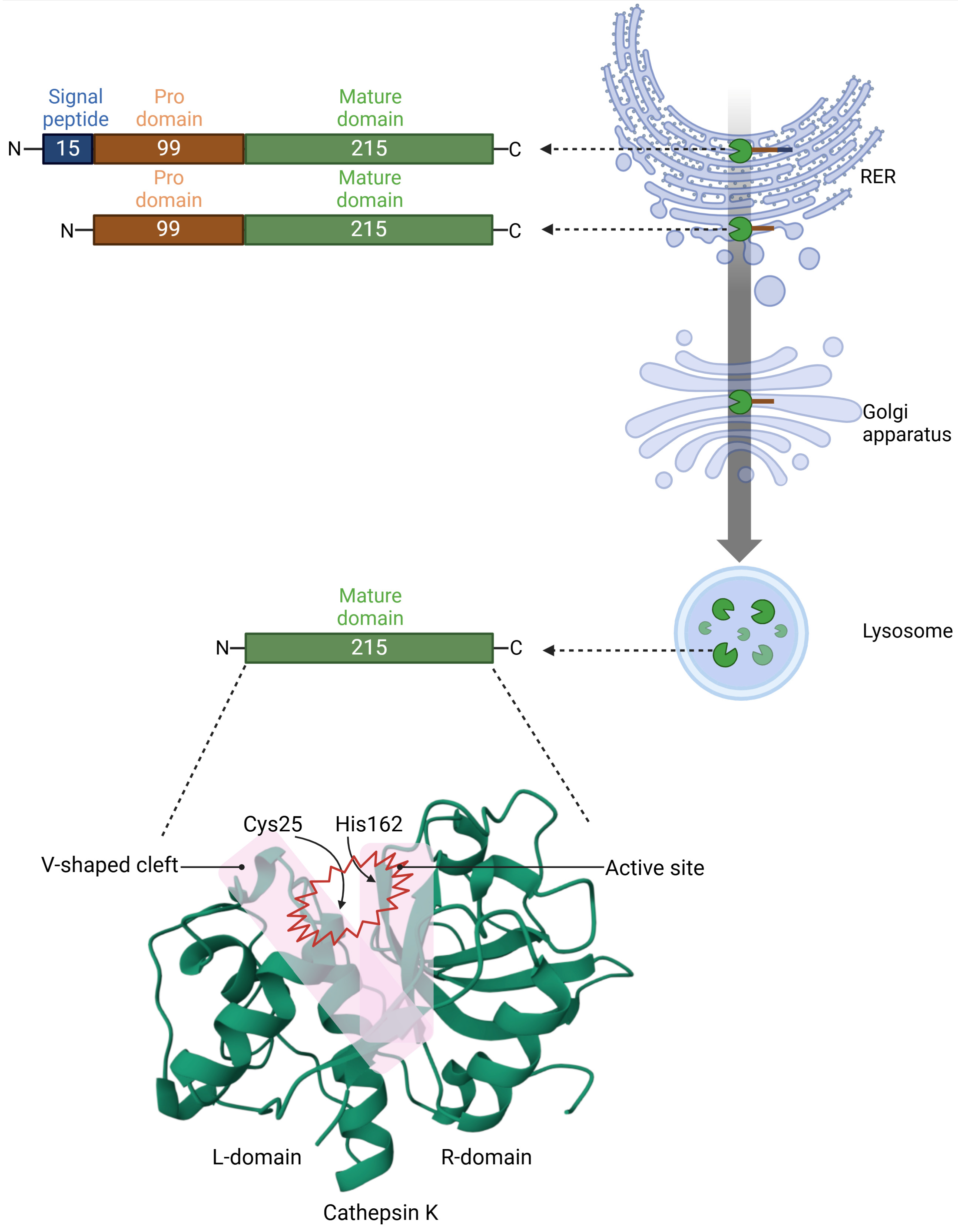 Molecules 30 00091 g002