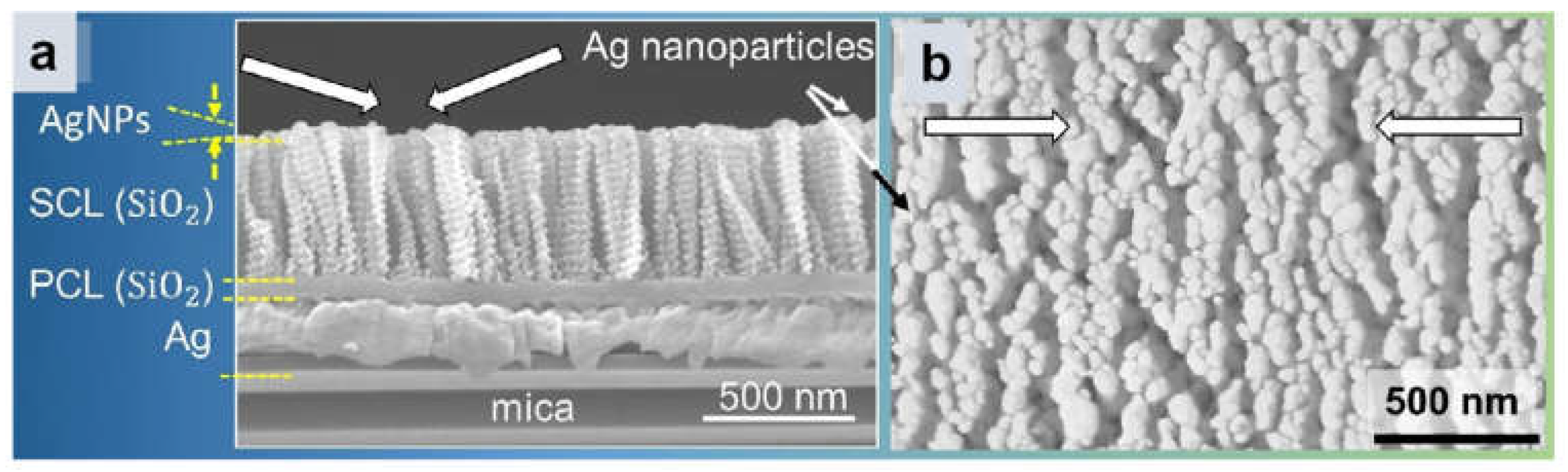 Molecules 30 00105 g014
