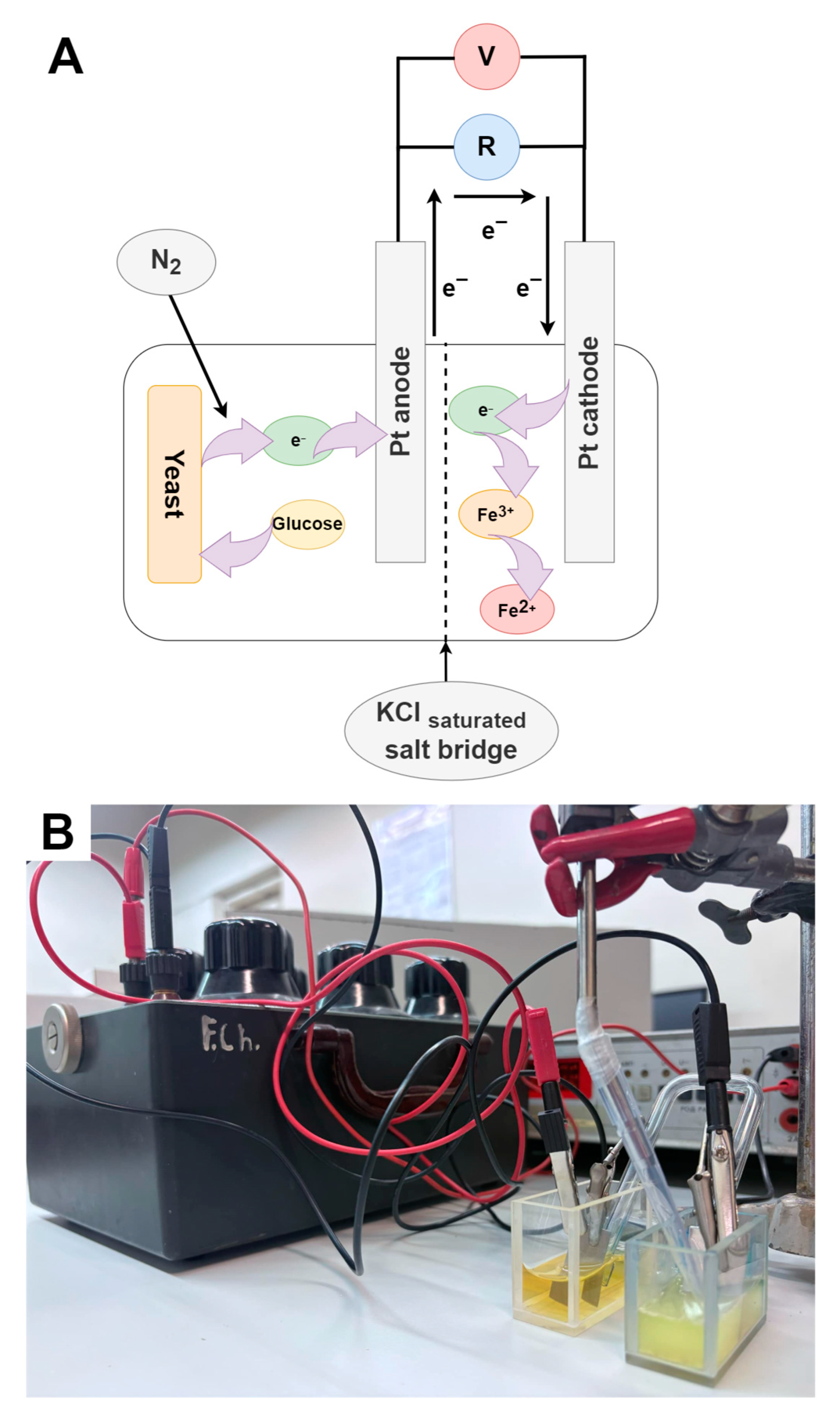 Molecules 30 00137 g006