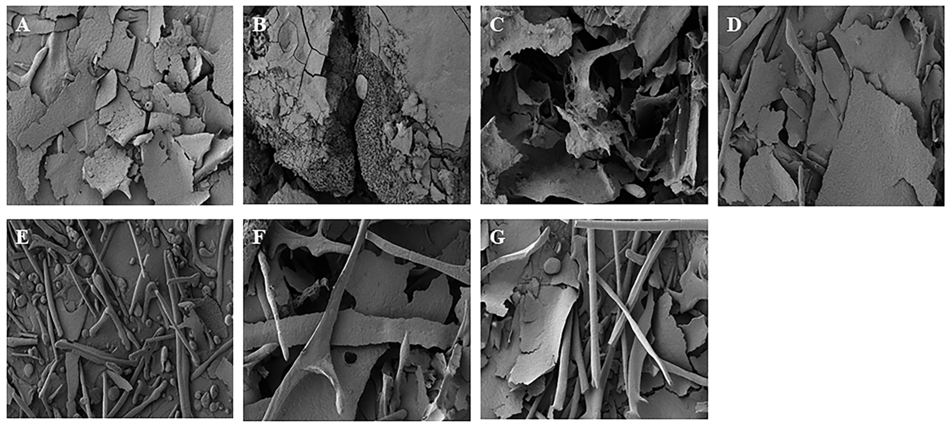 Molecules 30 00148 g006