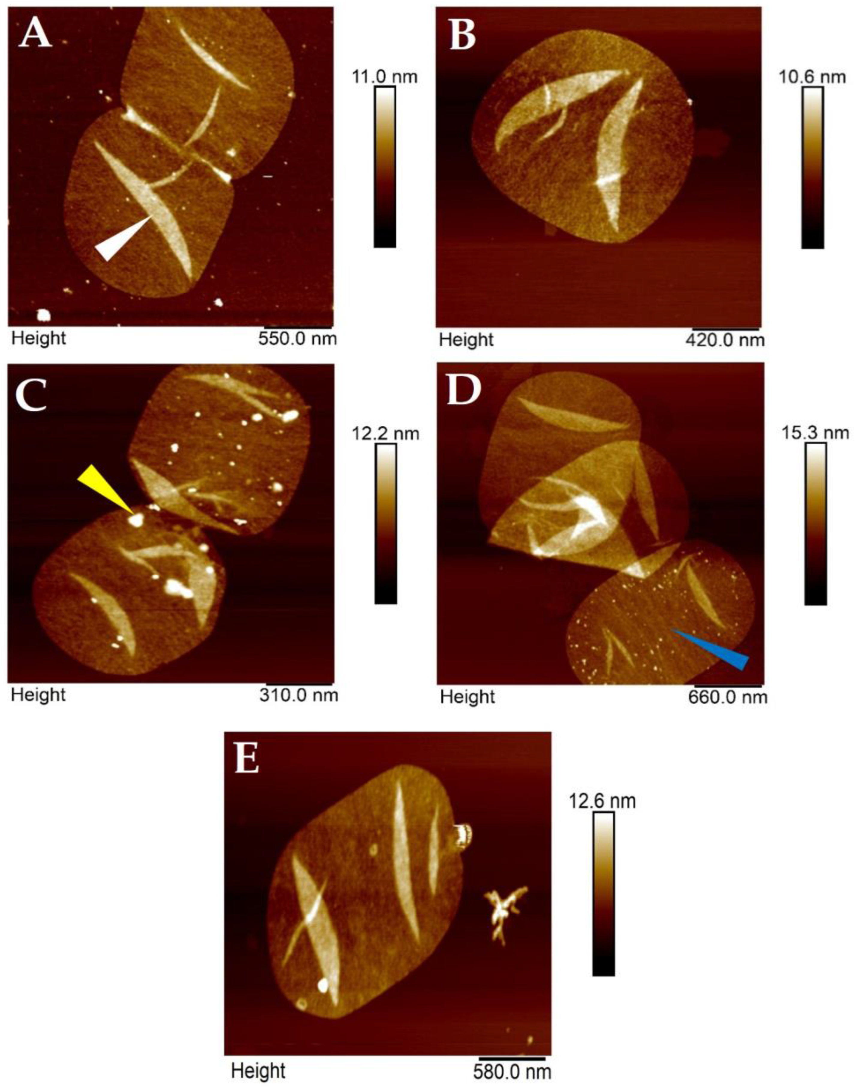 Molecules 30 00155 g002