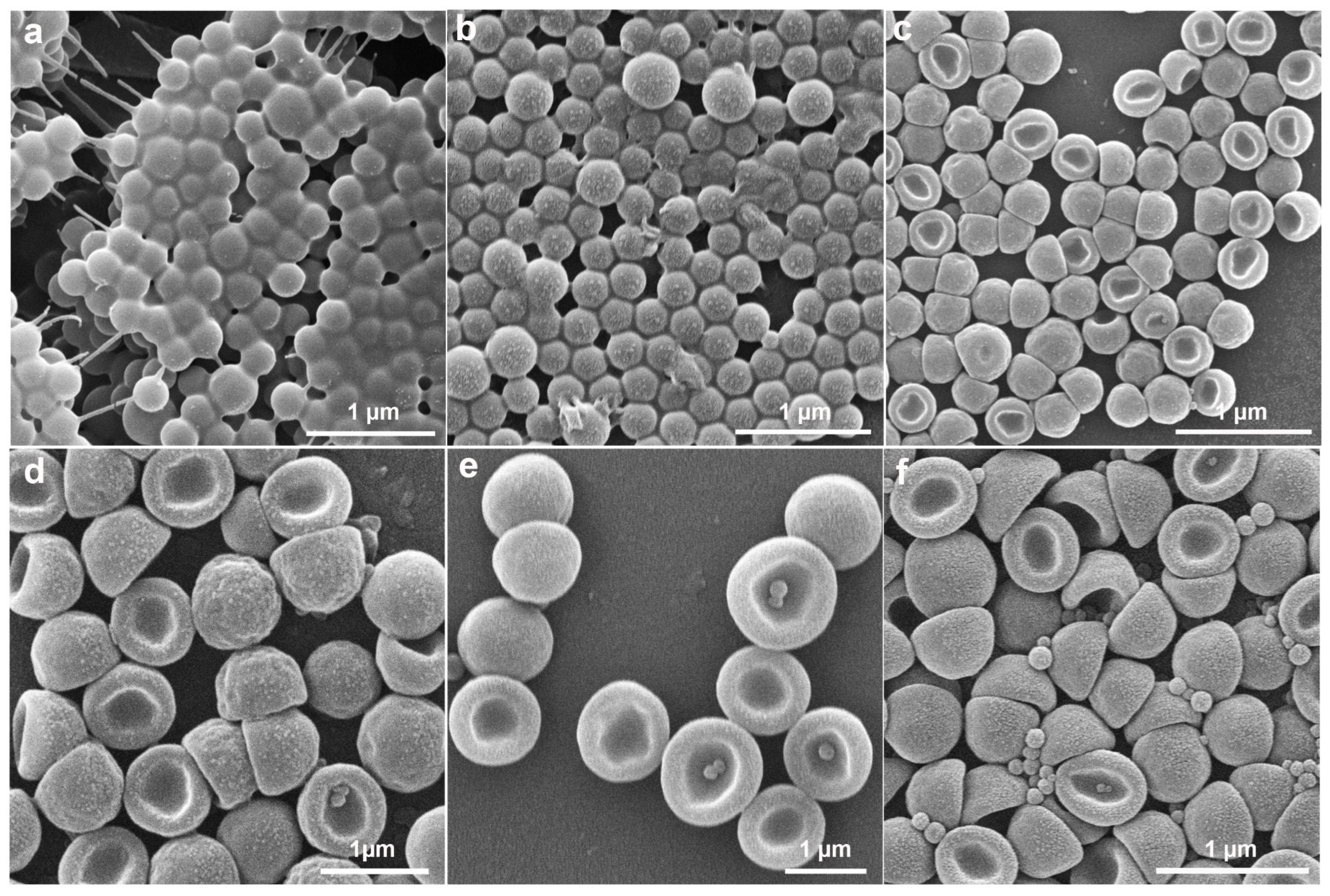 Molecules 30 00166 g004