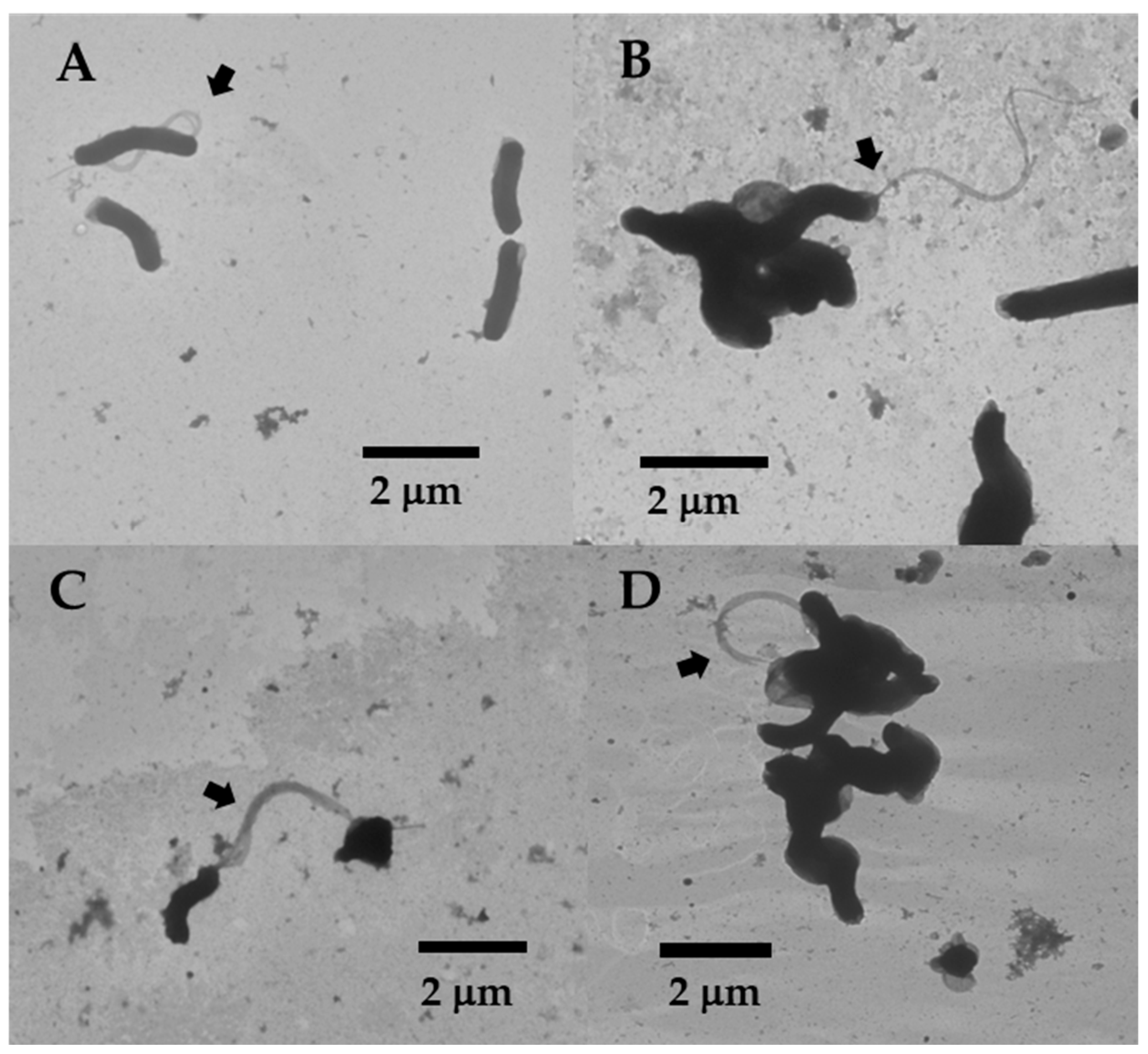 Molecules 30 00204 g003