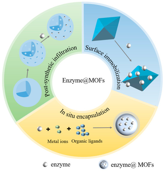 Recent Progress in Enzyme Immobilization to Metal–Organic