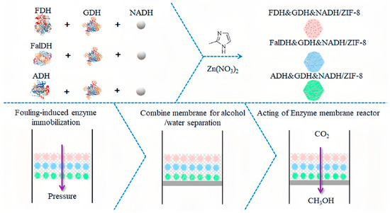 Recent Progress in Enzyme Immobilization to Metal–Organic