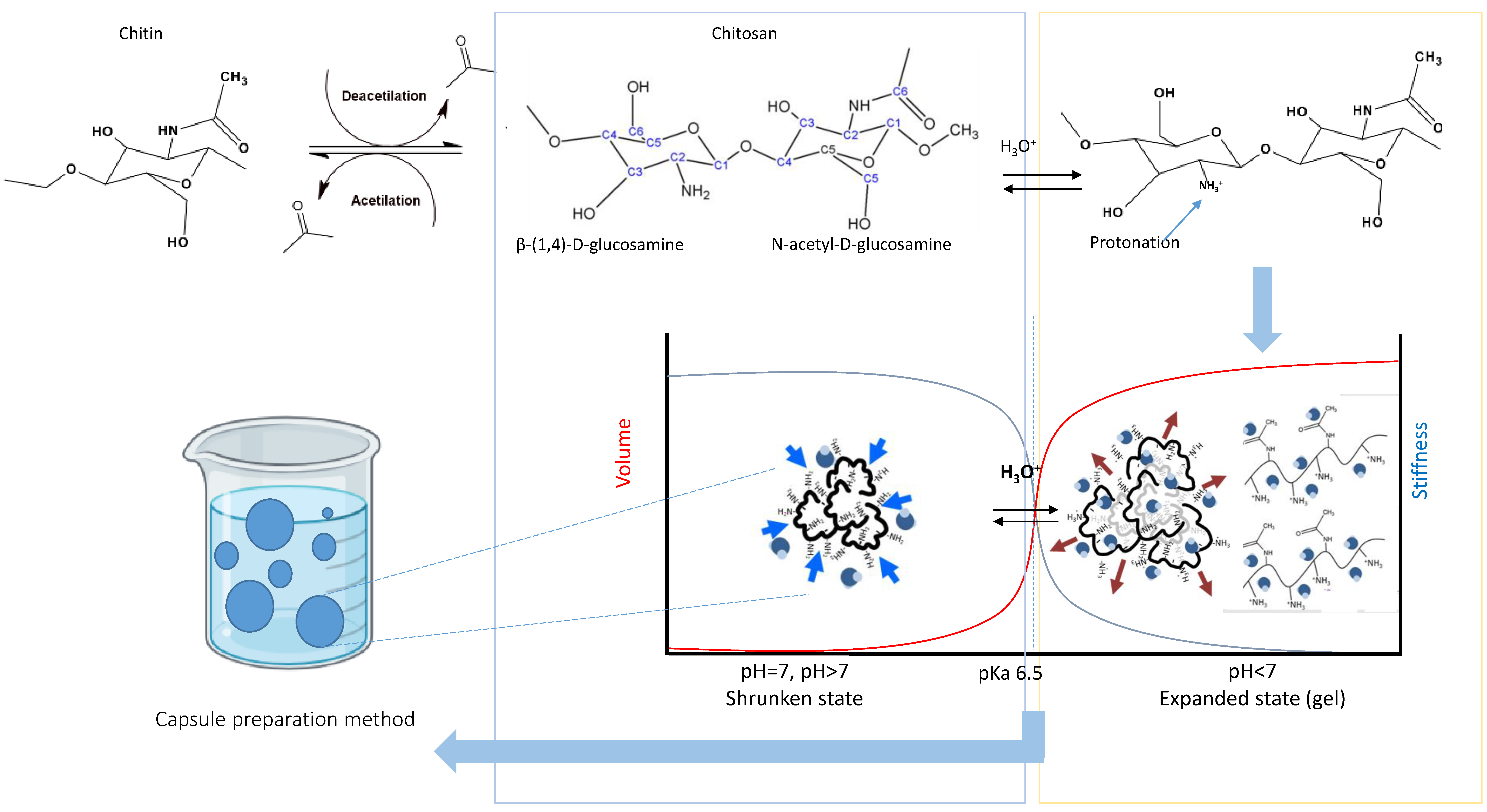 キトサンページ Chitosan Micro/Nanocapsules in Action: Linking Design