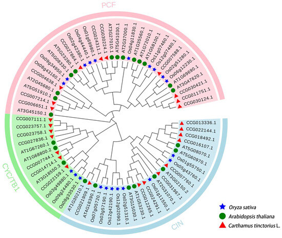 Unraveling TEOSINTE BRANCHED1/CYCLOIDEA/PROLIFERATING CELL FACTOR
