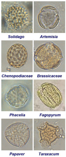 Molecules 30 00256 i001
