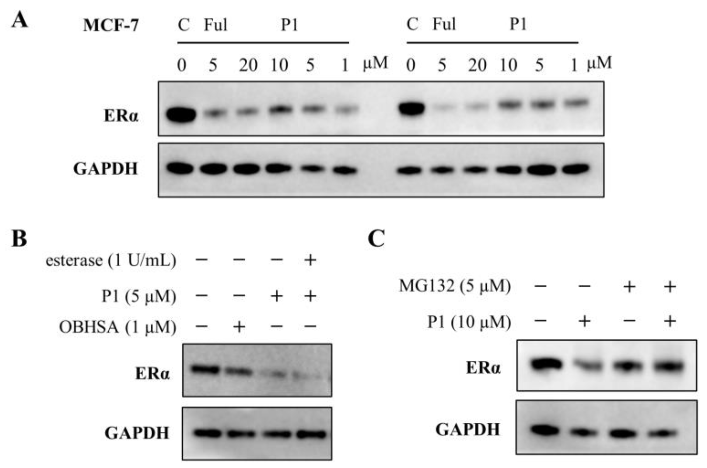 Molecules 30 00305 g005