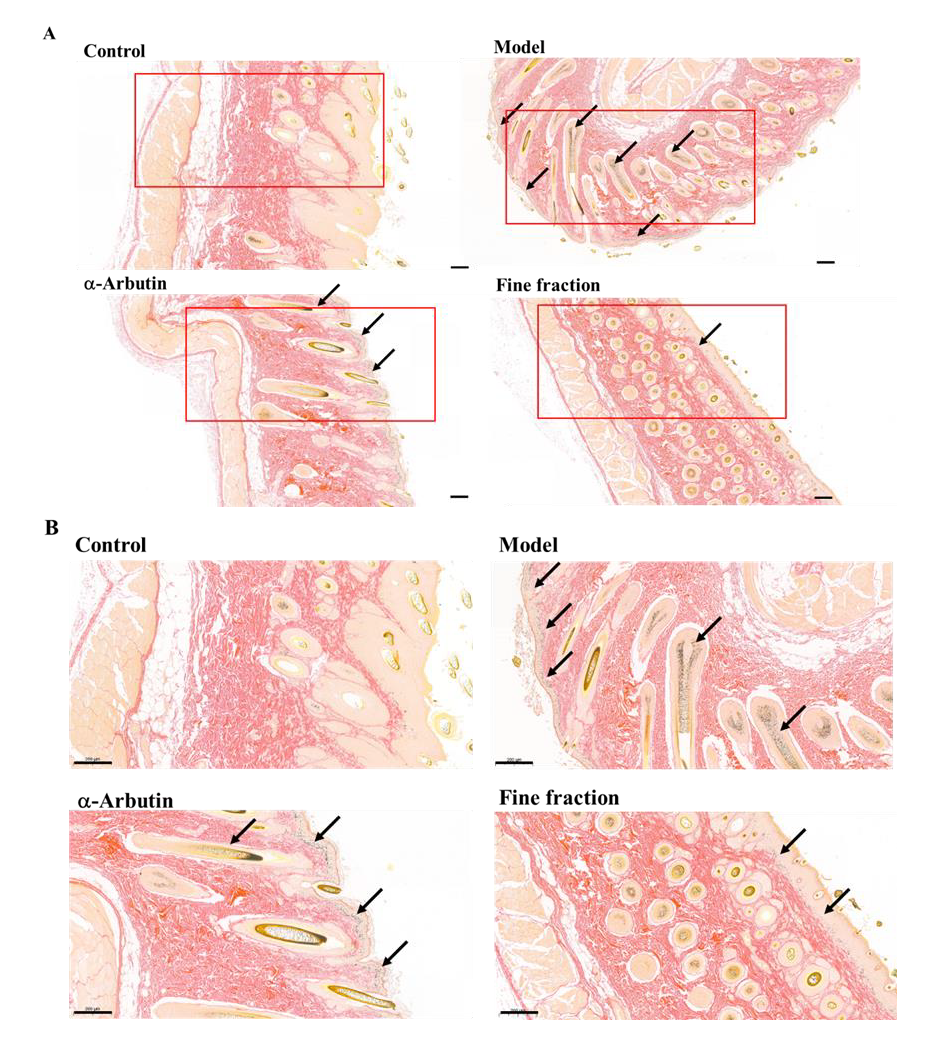 Cuphea hookeriana: Phytochemical Profile and the