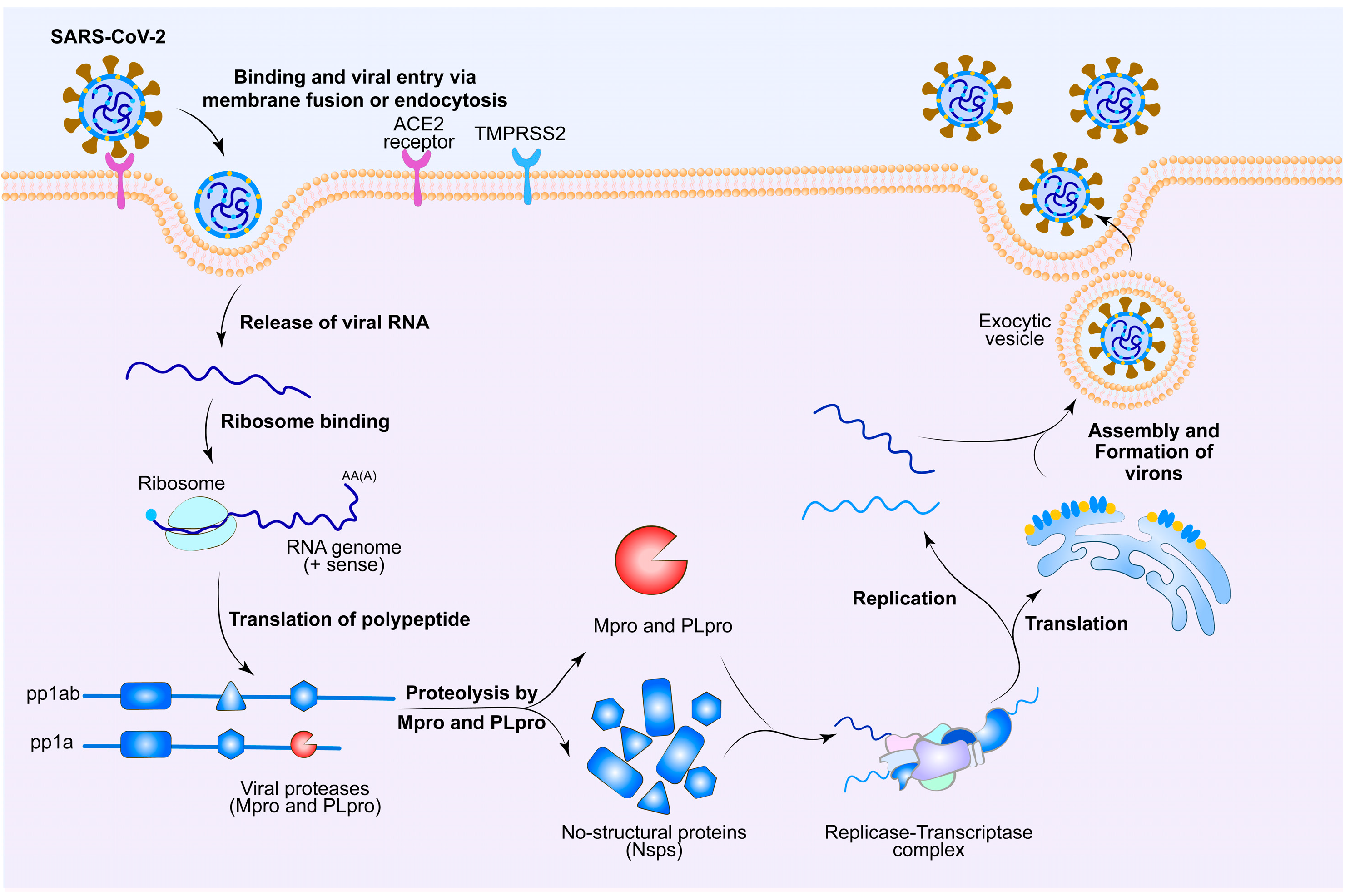 Molecules 30 00351 g002
