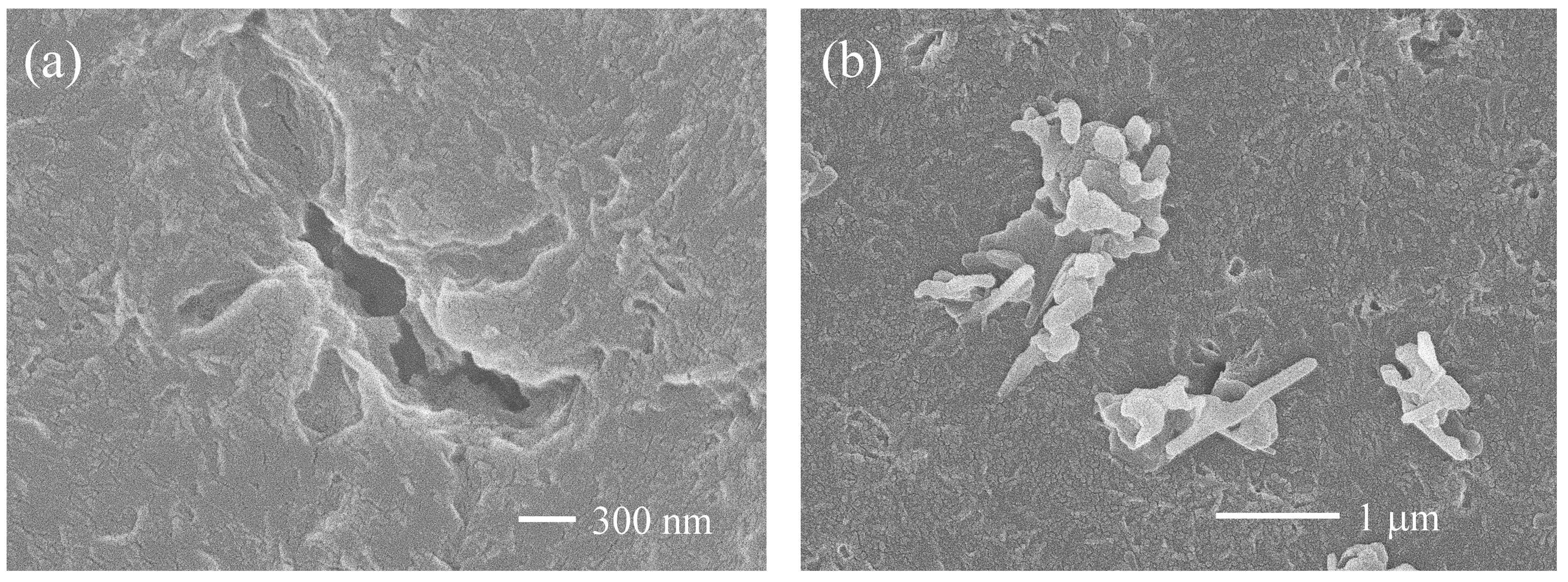 Molecules 30 00382 g006