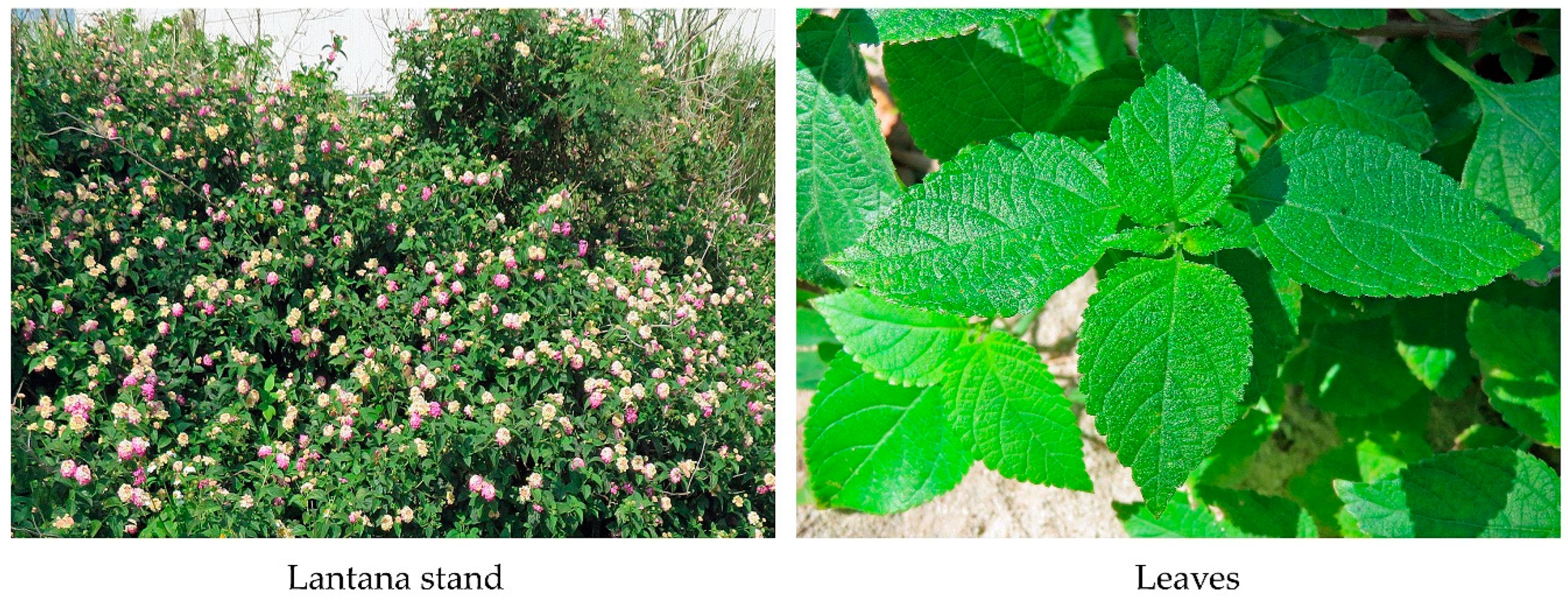 Molecules 30 00411 g001