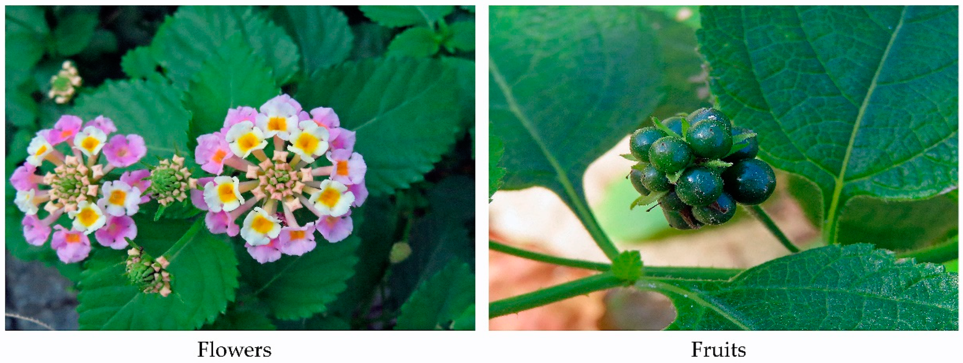 Molecules 30 00411 g002