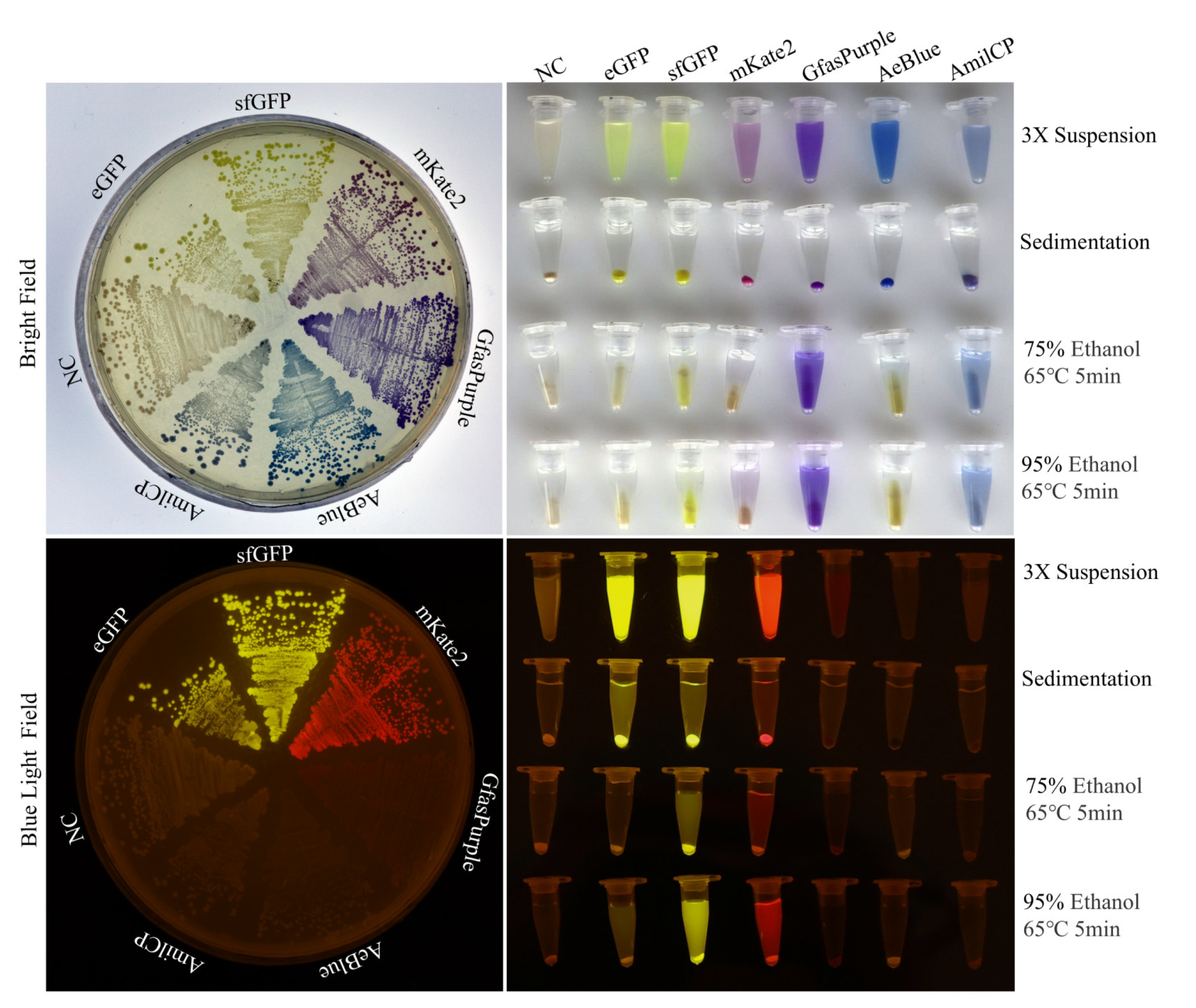 Molecules 30 00432 g001