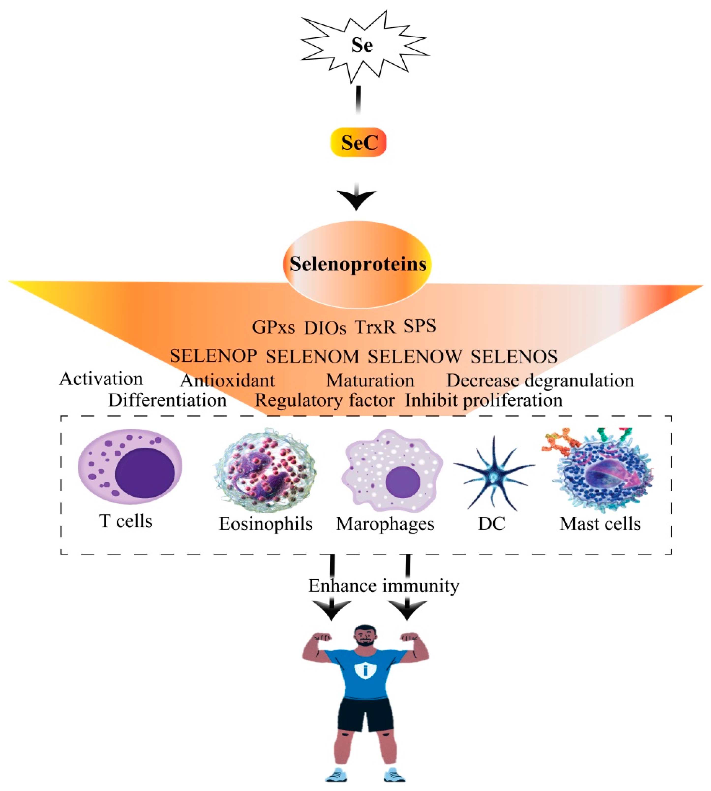 Selenium and Selenoproteins: Mechanisms, Health Functions, and Emerging ...