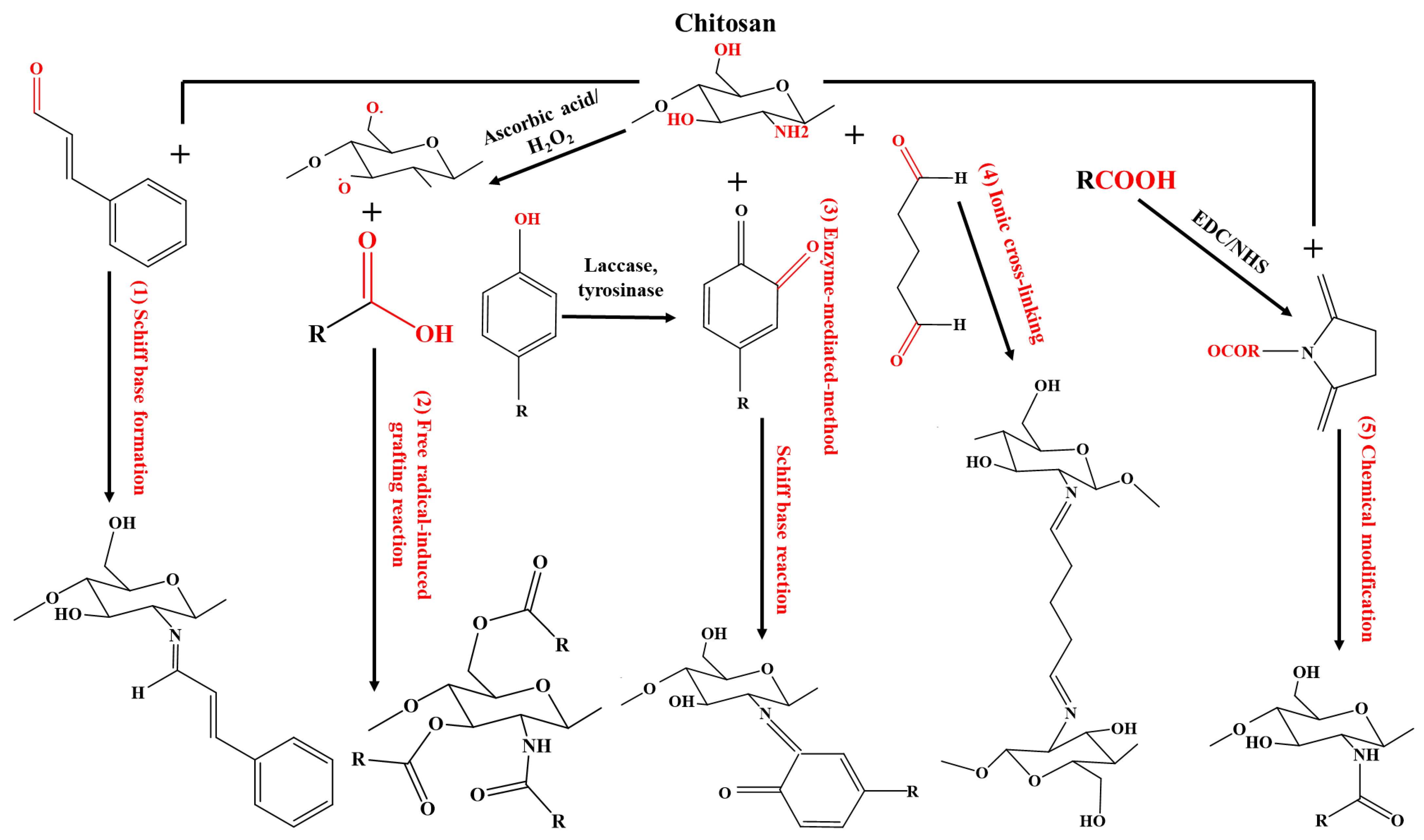 Molecules 30 00455 g004