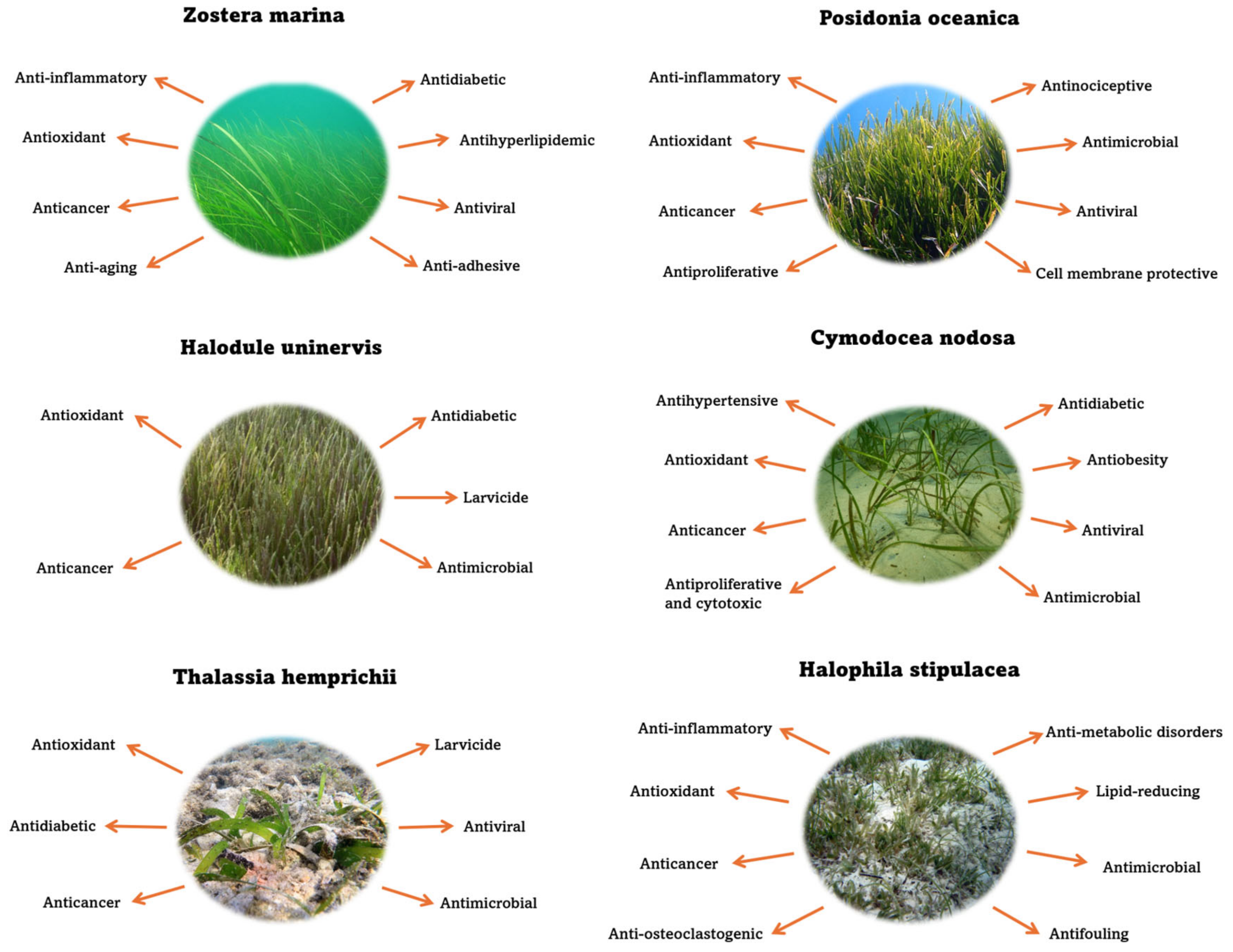 Molecules 30 00485 g001