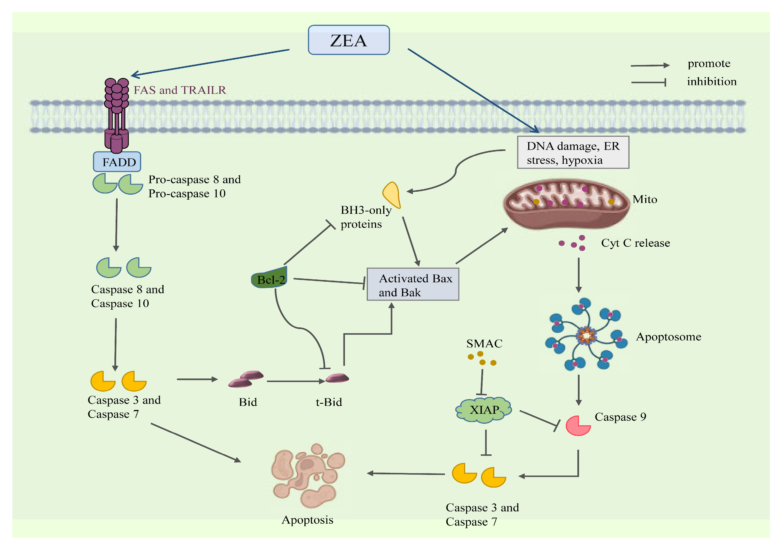 Molecules 30 00505 g004