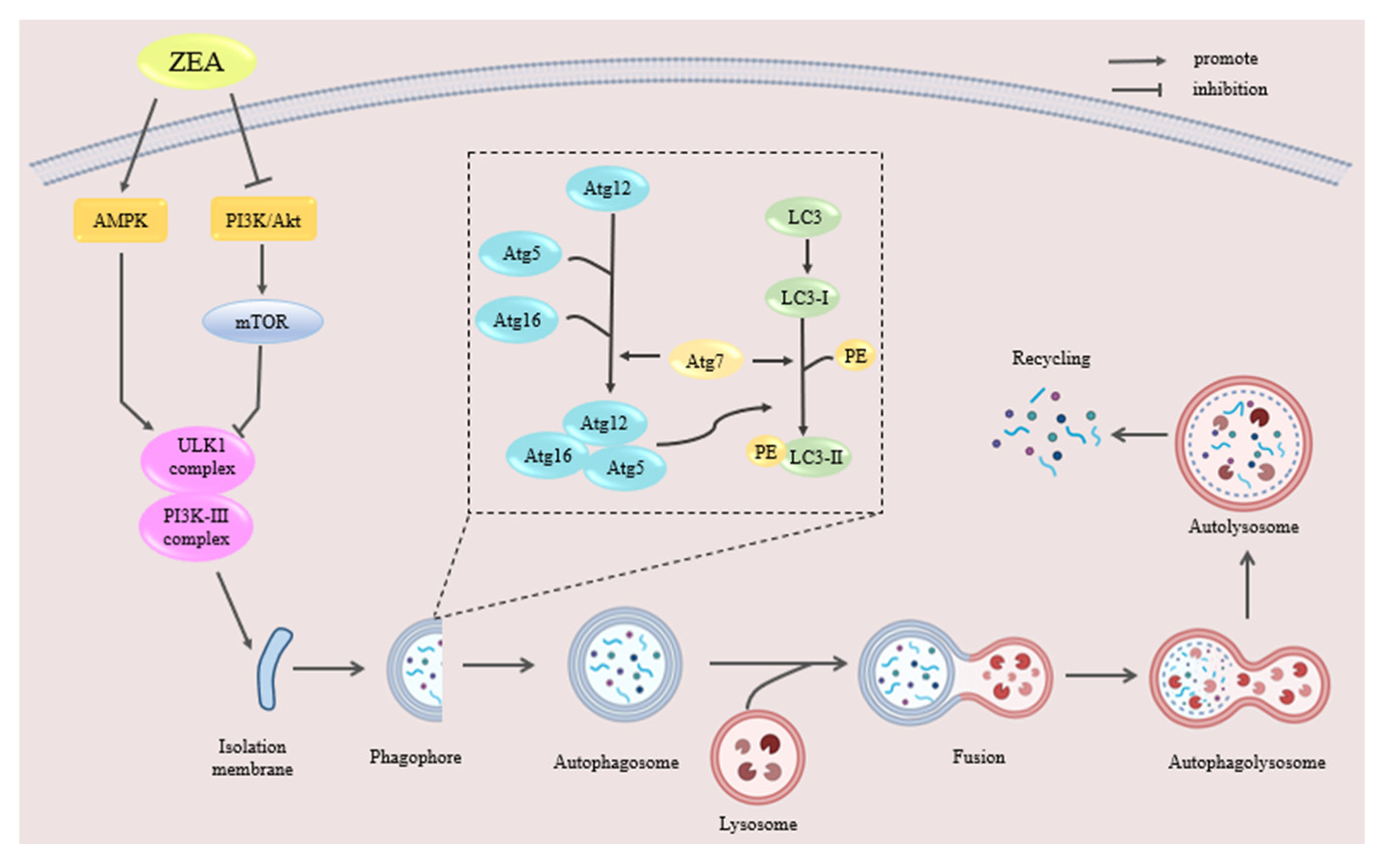 Molecules 30 00505 g005