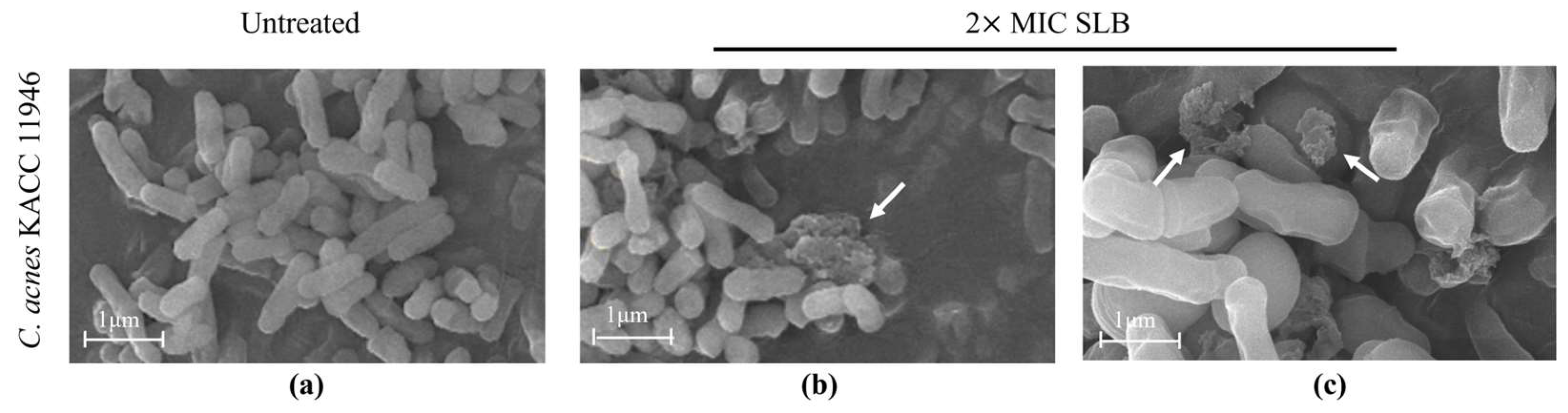 Molecules 30 00515 g003
