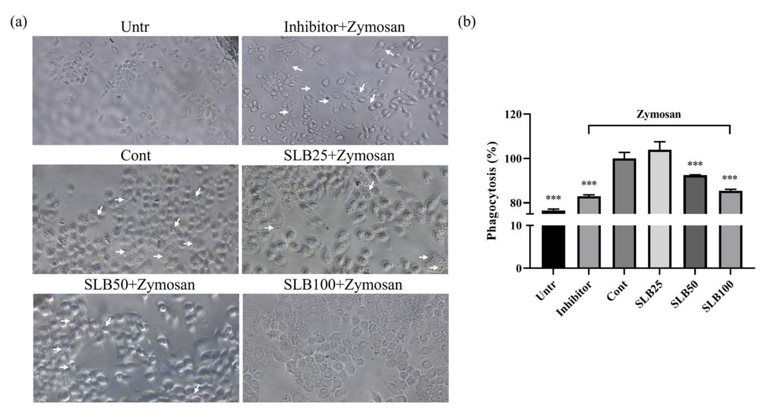 Molecules 30 00515 g006