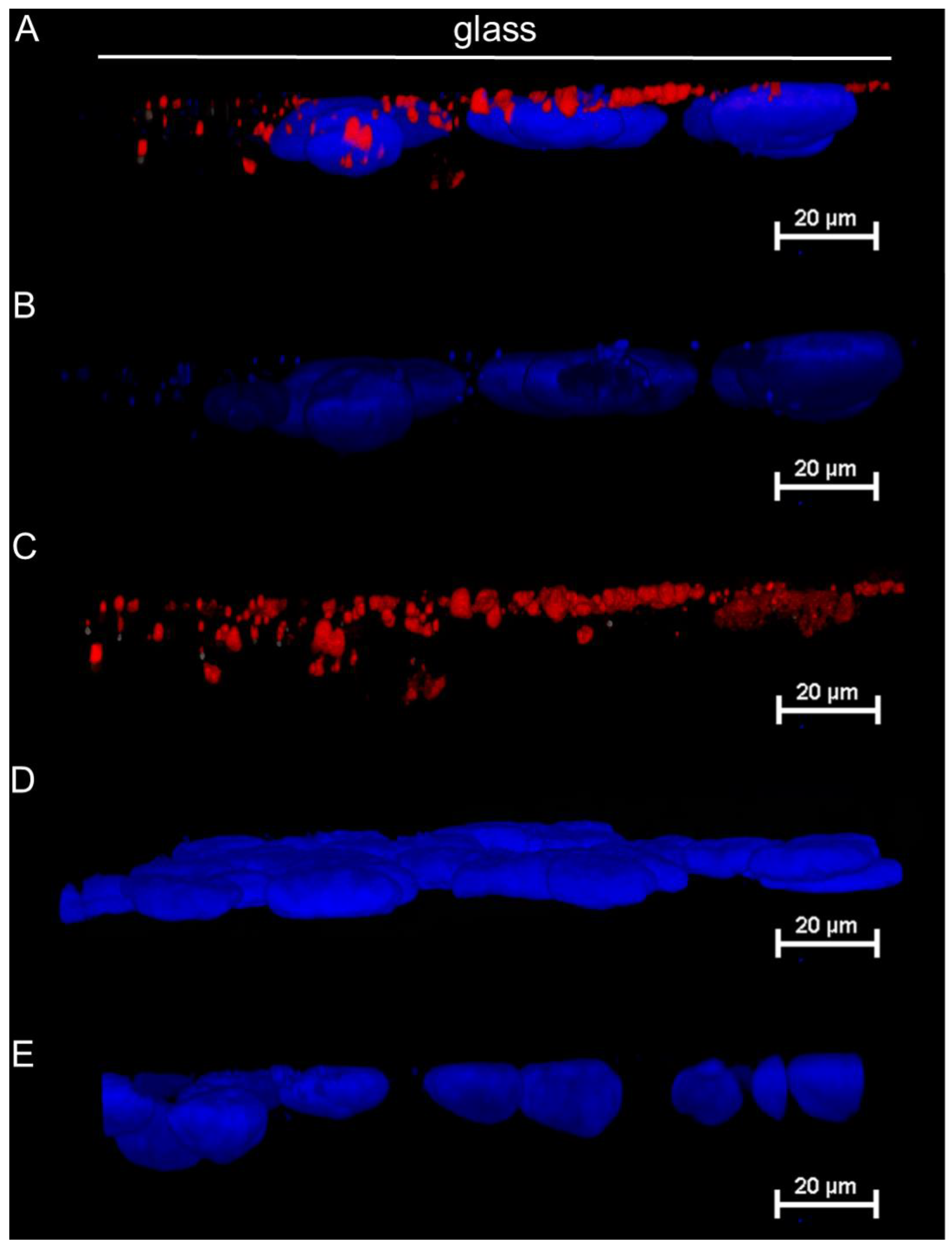 Molecules 30 00516 g002