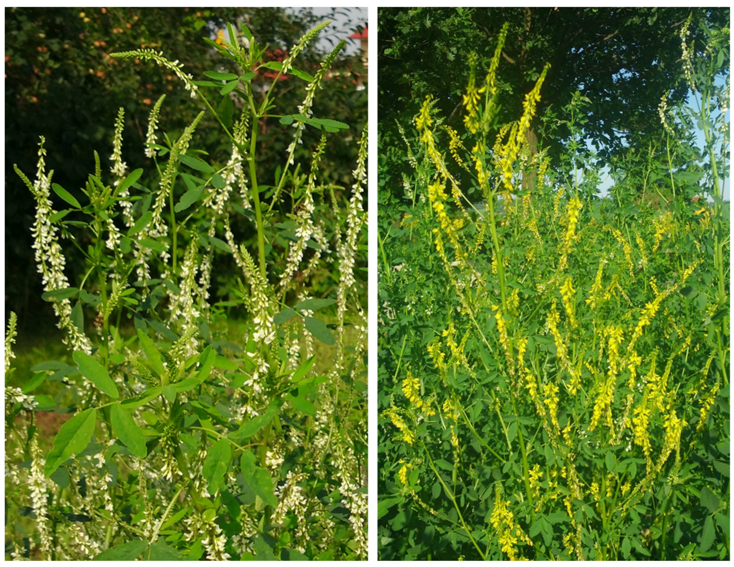 Molecules 30 00526 g003 Molecules 30 00526 g003