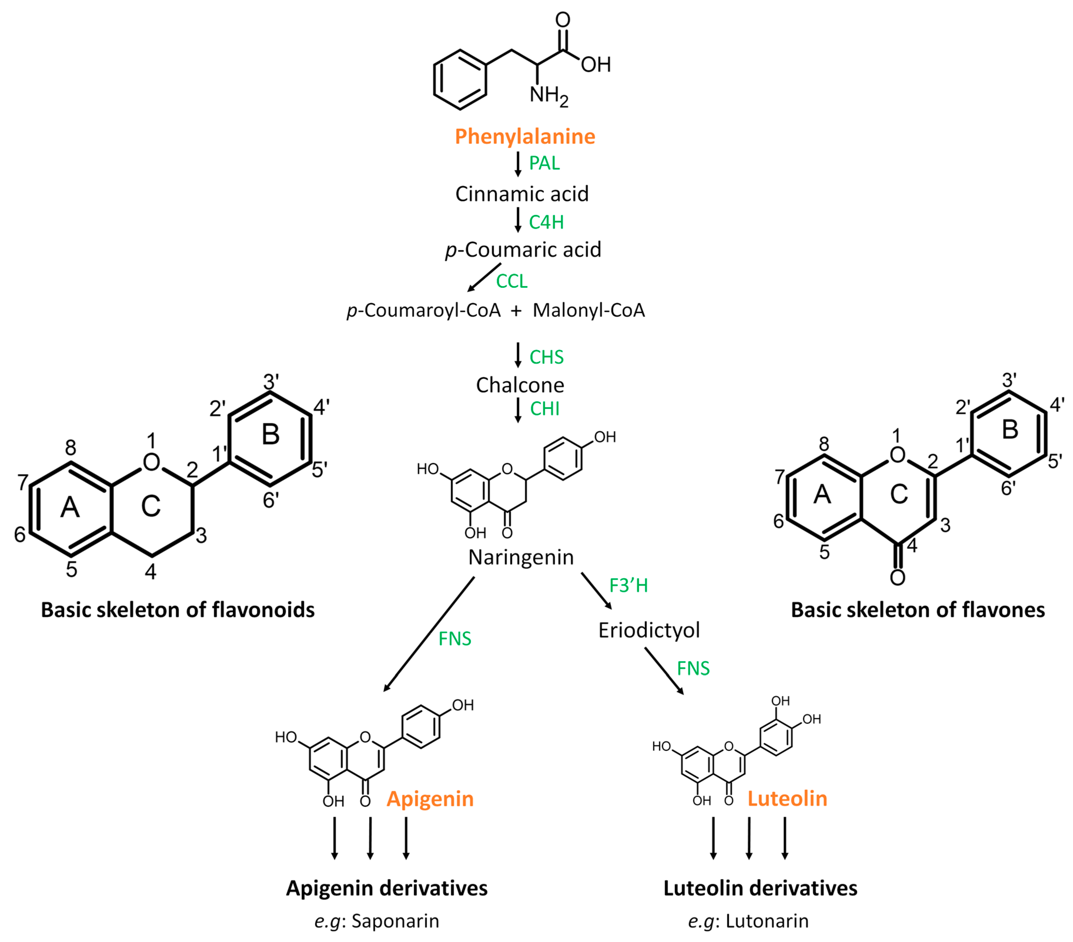 Molecules 30 00545 g007 Molecules 30 00545 g007