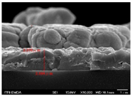 Molecules 30 00562 i009