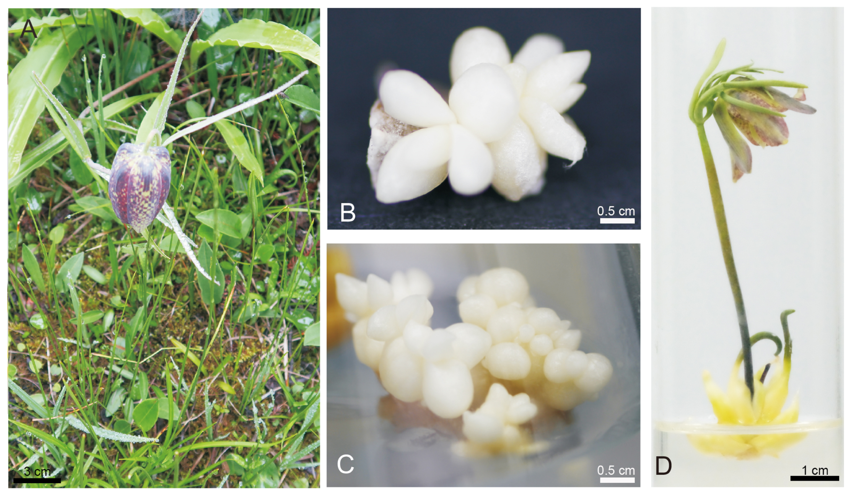 Molecules 30 00623 g001