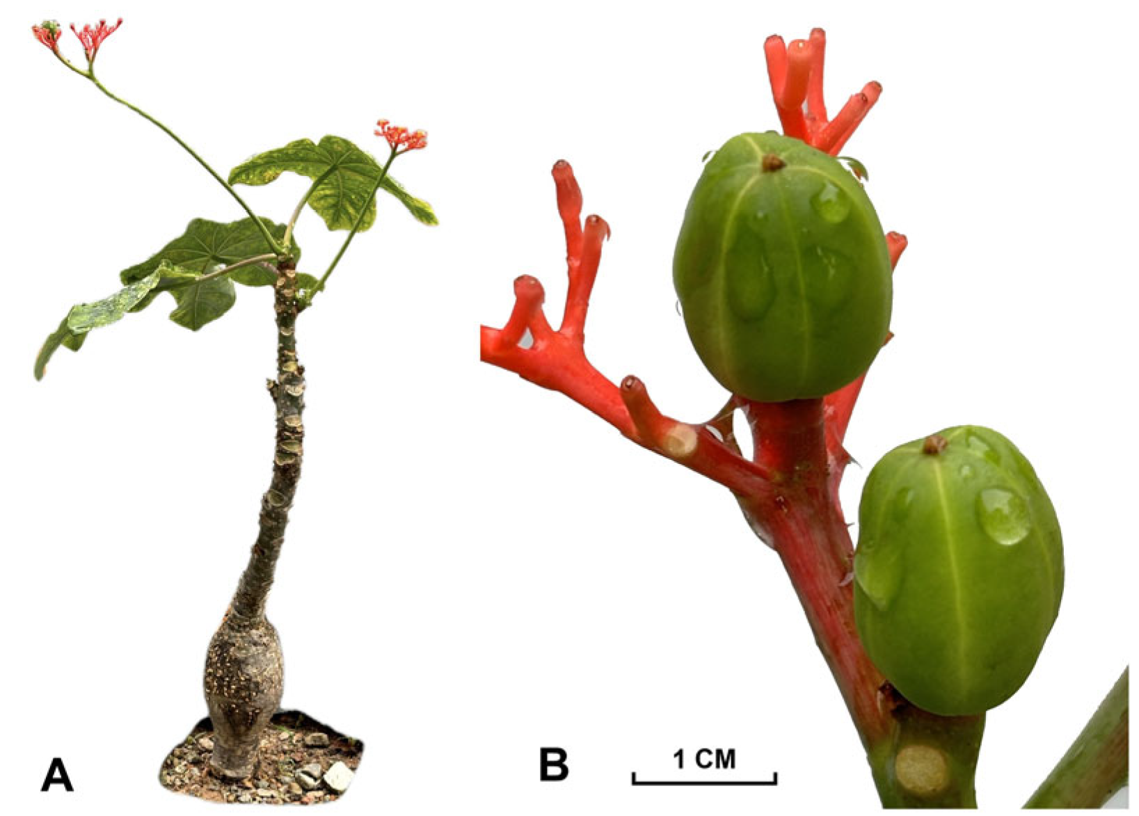 Molecules 30 00722 g001