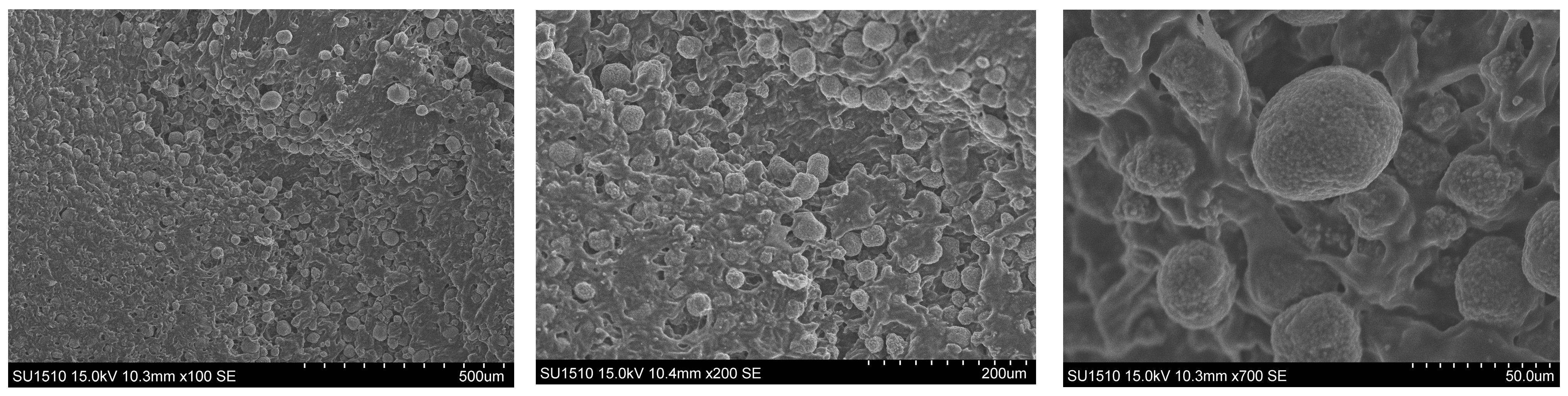 Molecules 30 00730 g007