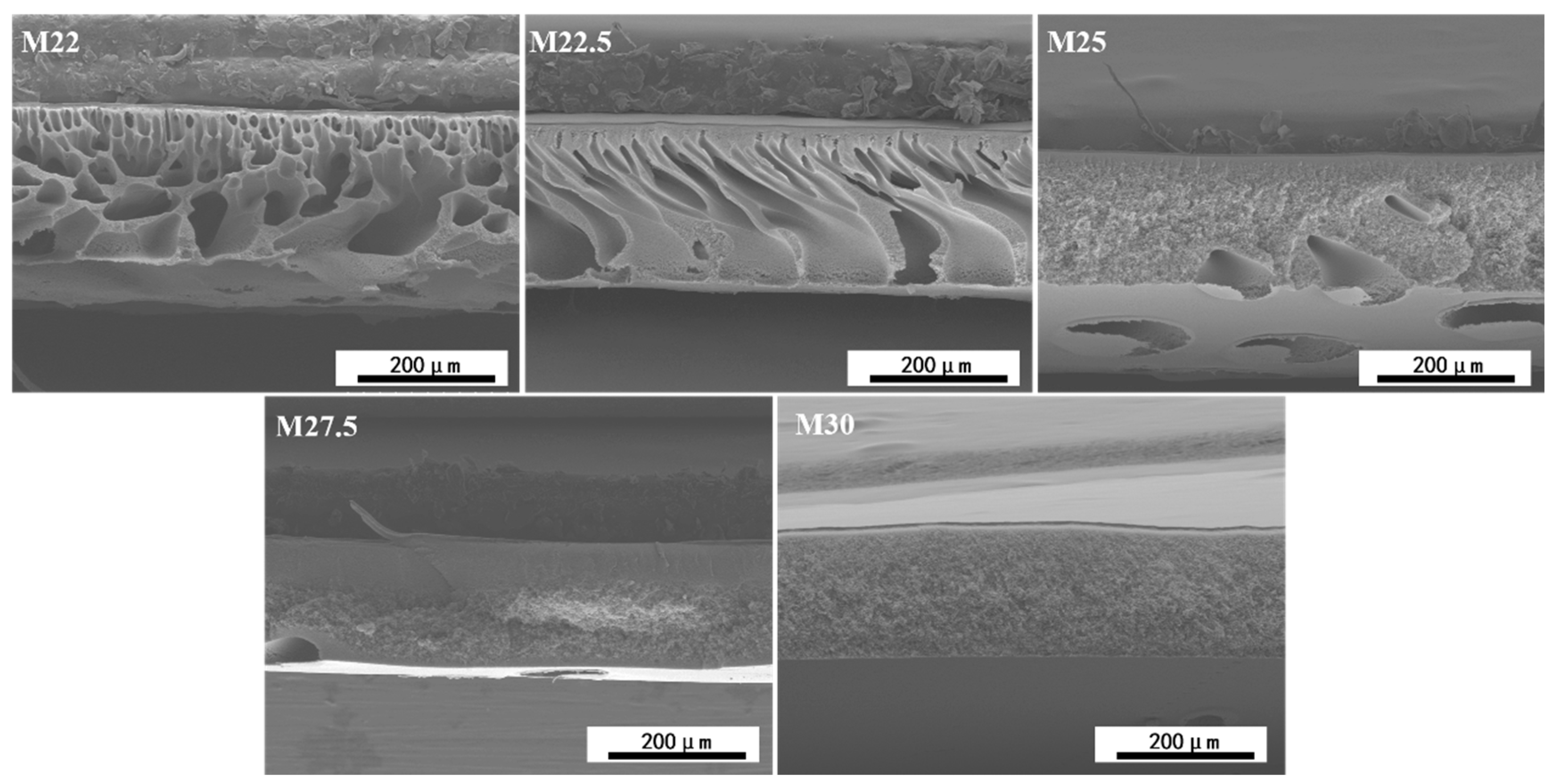 Molecules 30 00781 g005