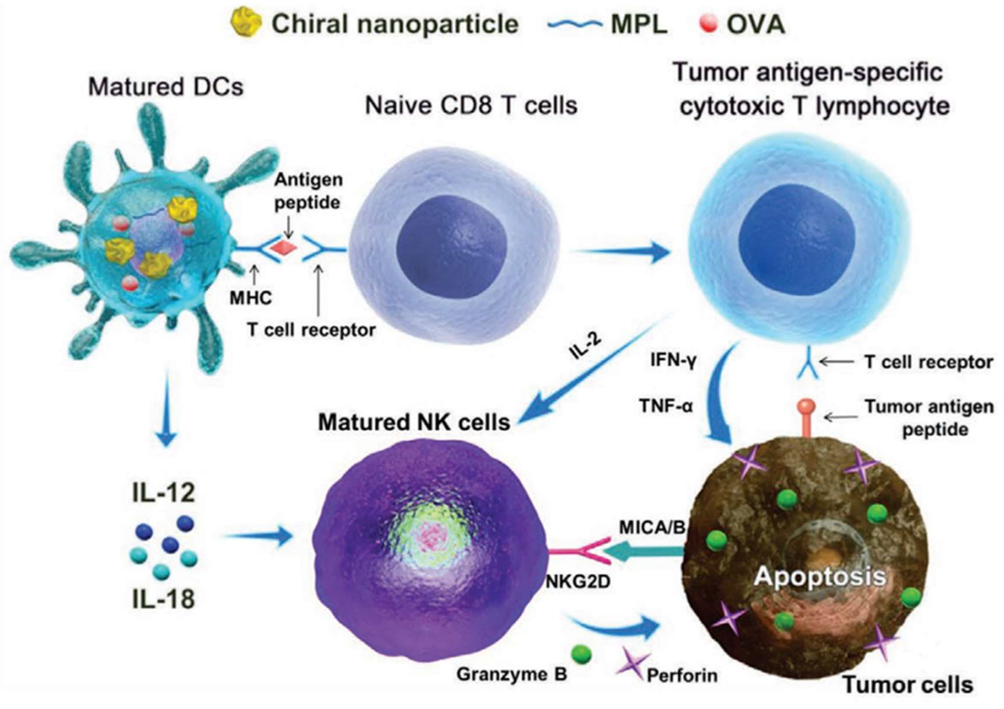 Molecules 30 00829 g004