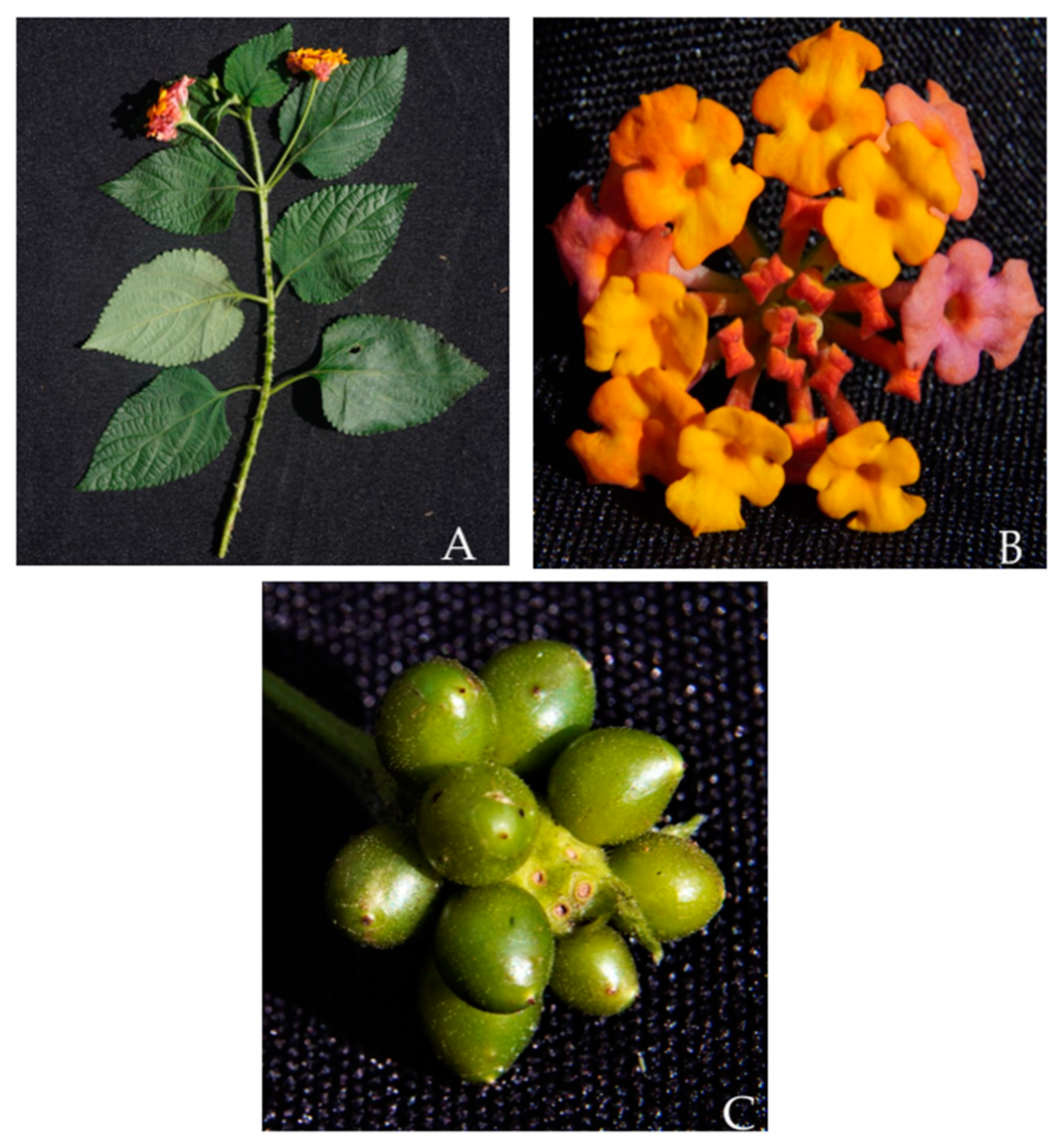 Molecules 30 00851 g001 Molecules 30 00851 g001